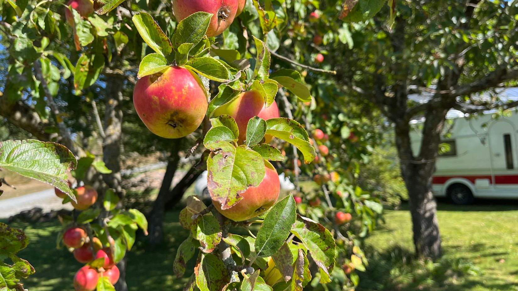 Gård/Skog, Årnäs 1, Varberg