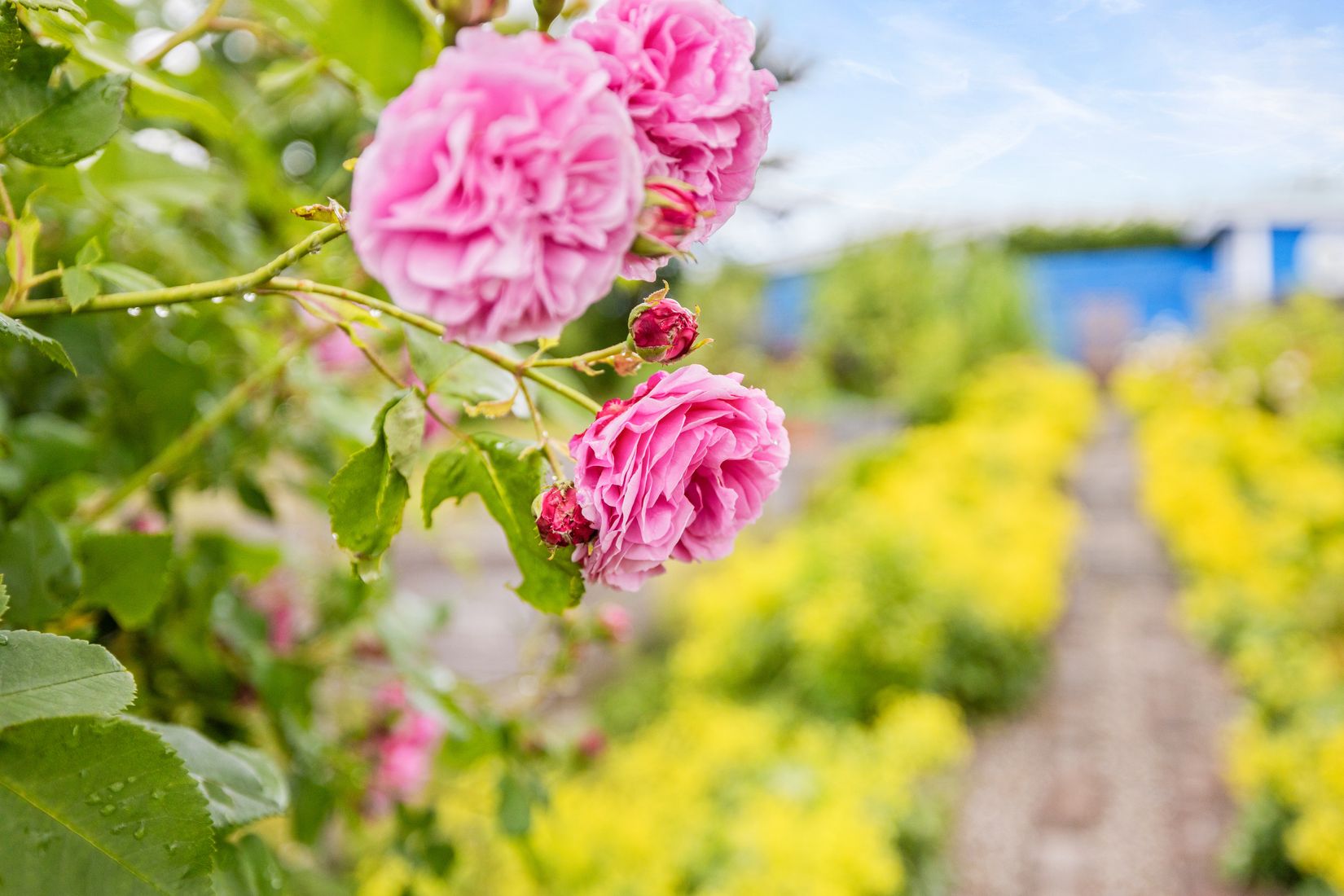 Fritidshus, Kolonilott nr 40 och nr 41  Nickelgatan 6, Ystad