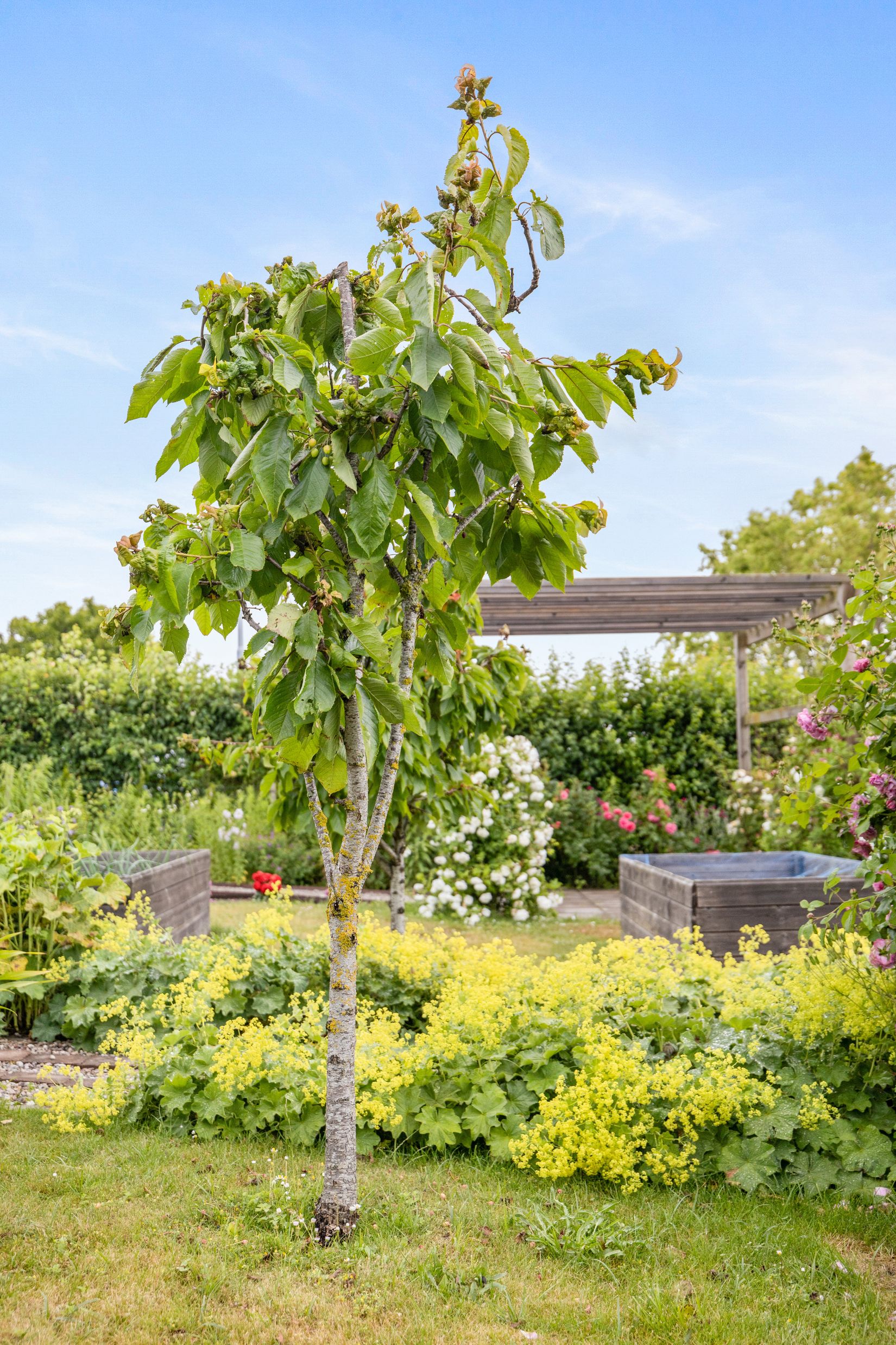 Fritidshus, Kolonilott nr 40 och nr 41  Nickelgatan 6, Ystad