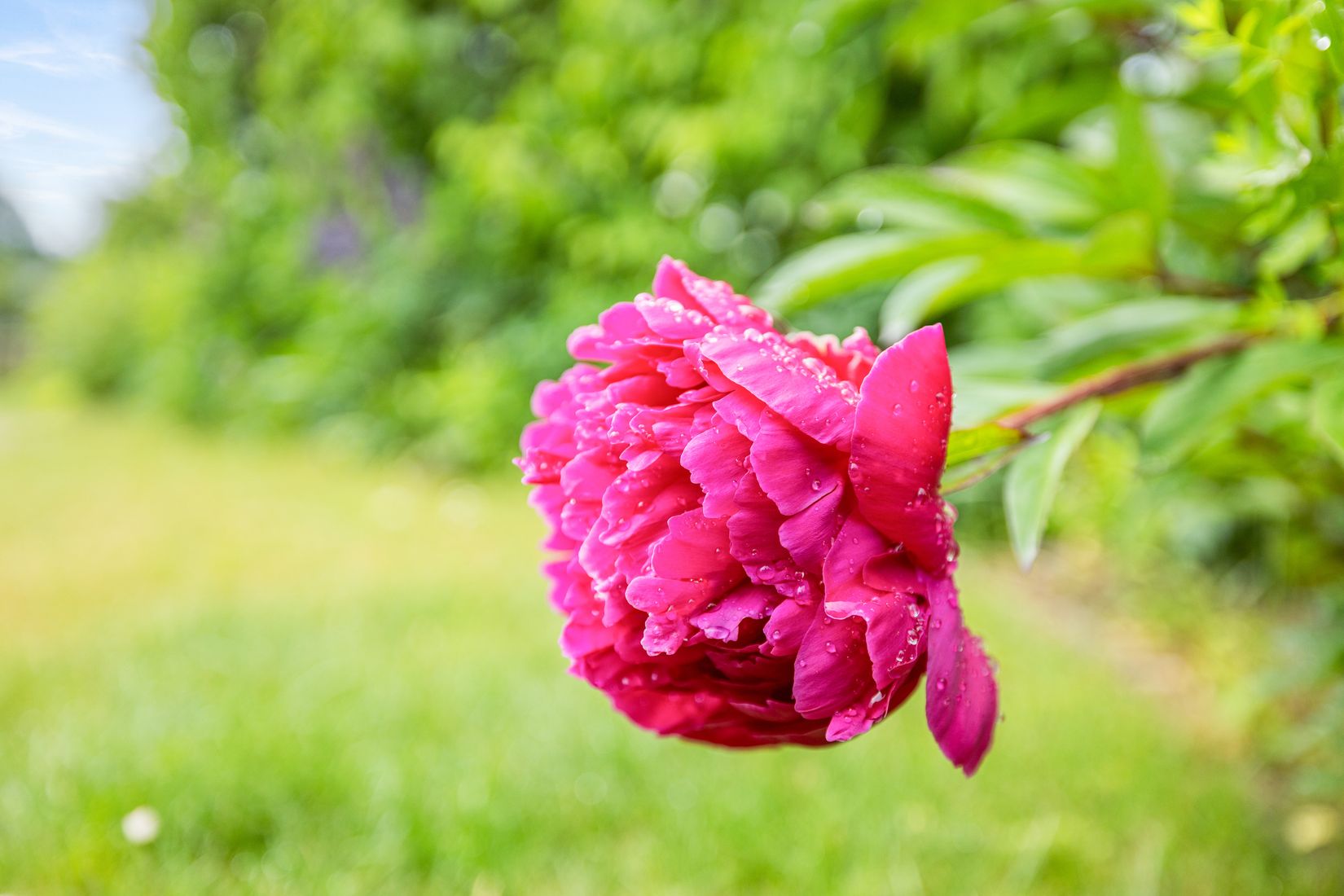 Fritidshus, Kolonilott nr 40 och nr 41  Nickelgatan 6, Ystad