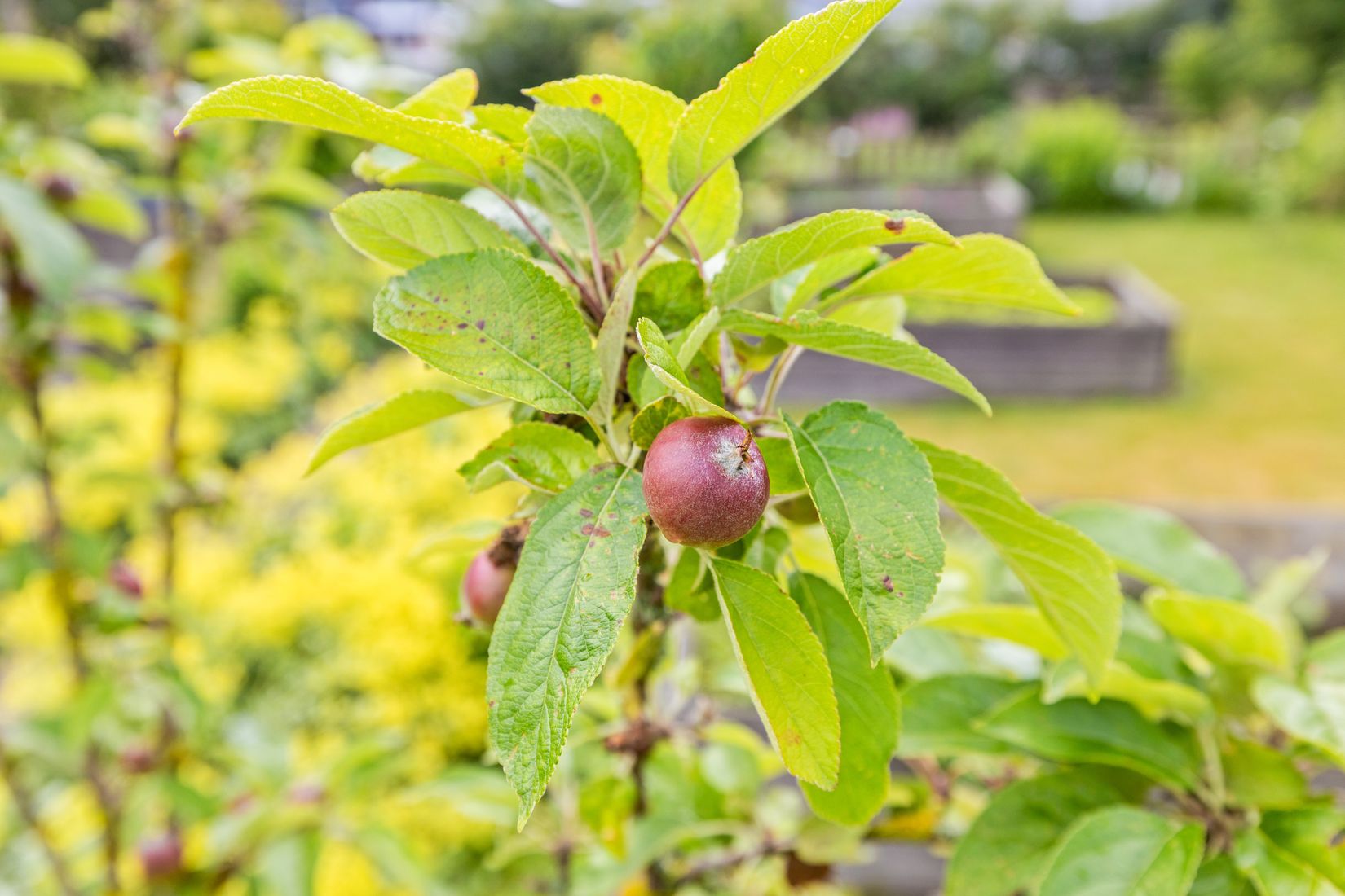 Fritidshus, Kolonilott nr 40 och nr 41  Nickelgatan 6, Ystad