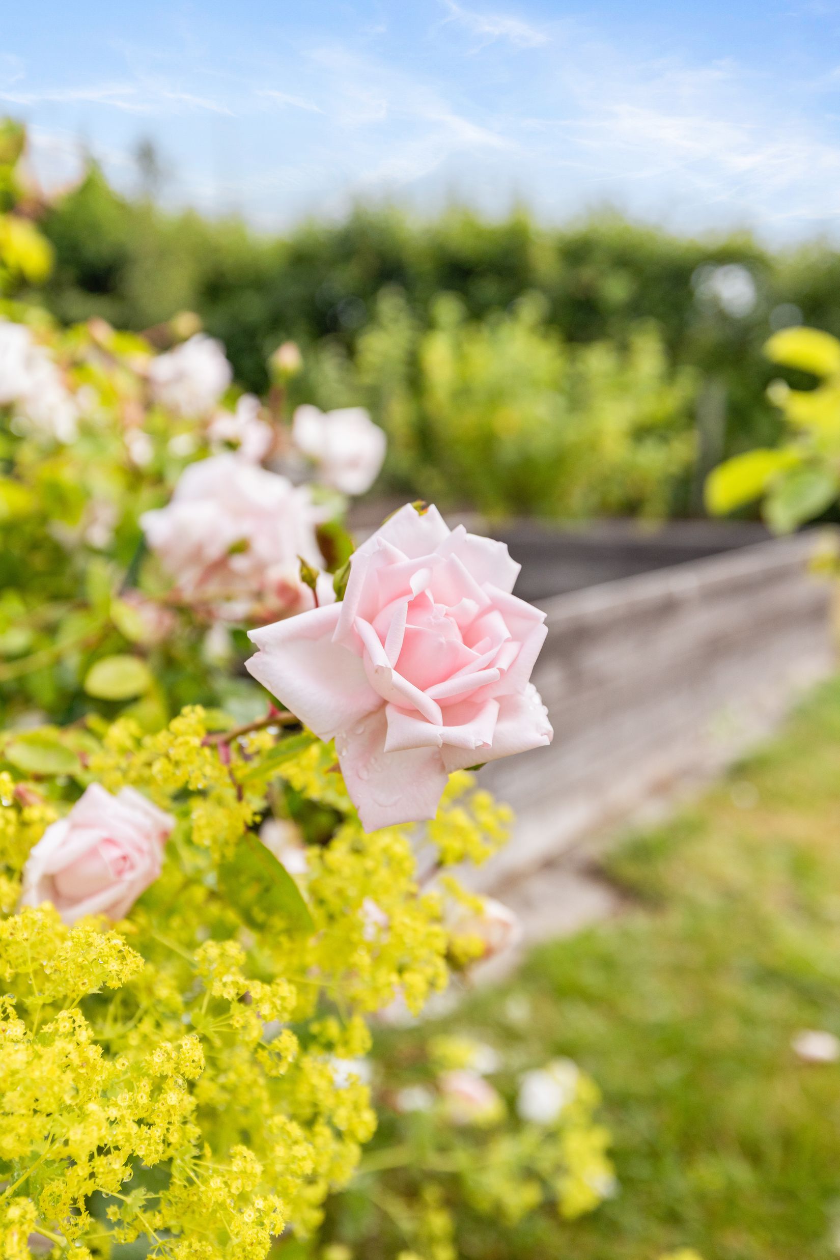 Fritidshus, Kolonilott nr 40 och nr 41  Nickelgatan 6, Ystad