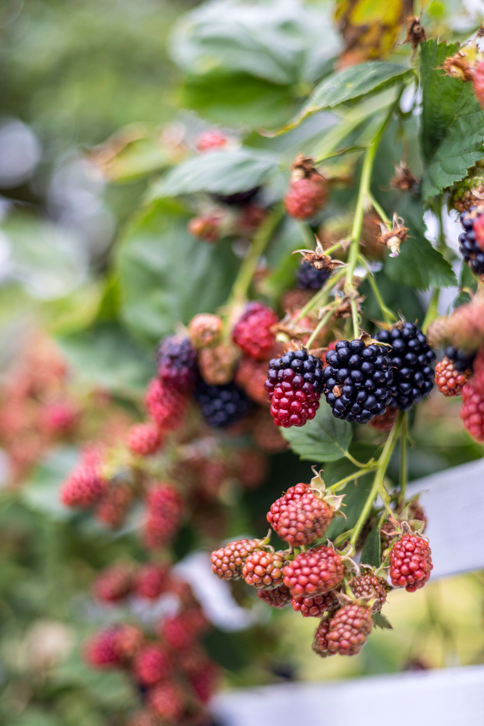 Villa, Karlsrovägen 53, Halmstad