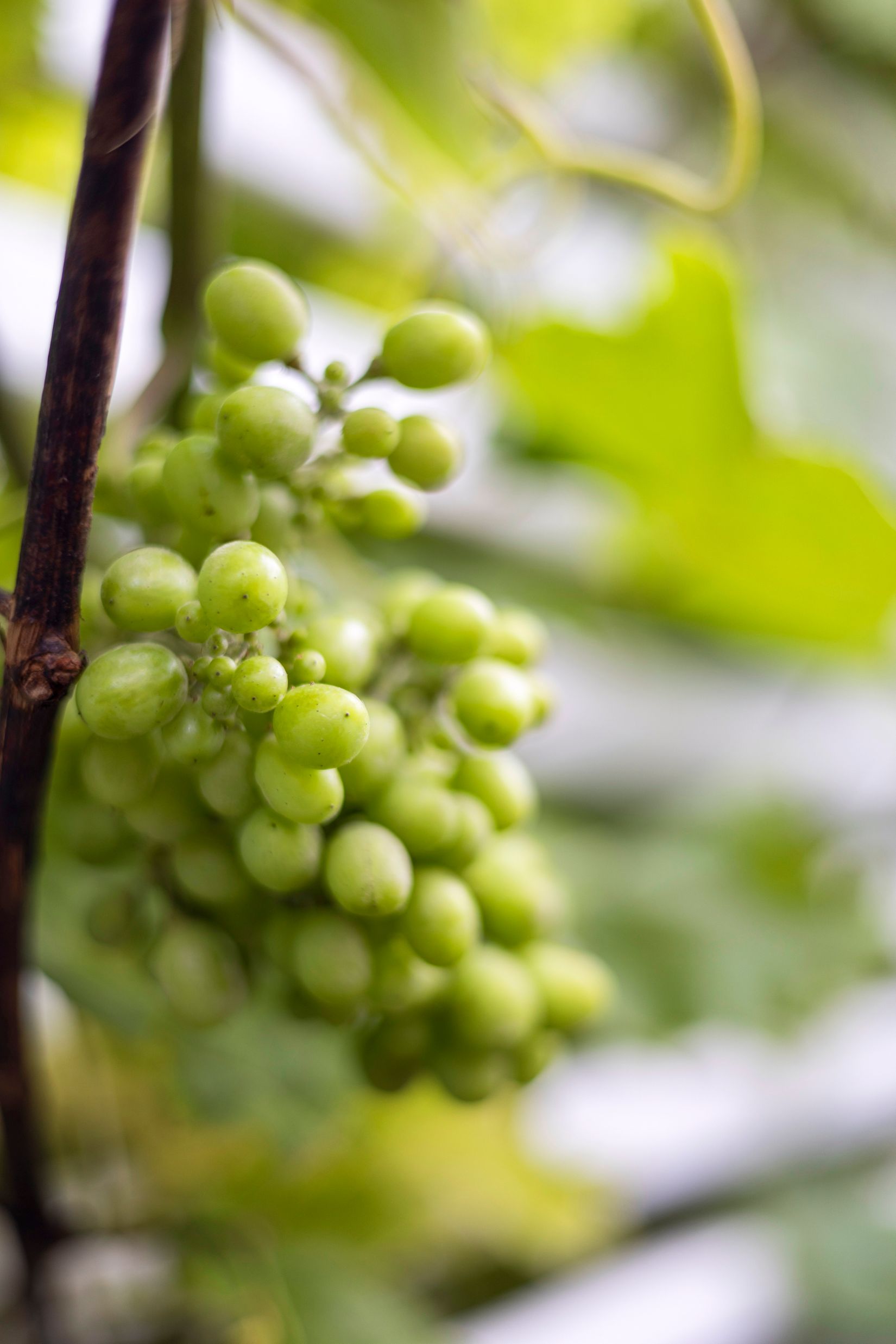 Villa, Karlsrovägen 53, Halmstad