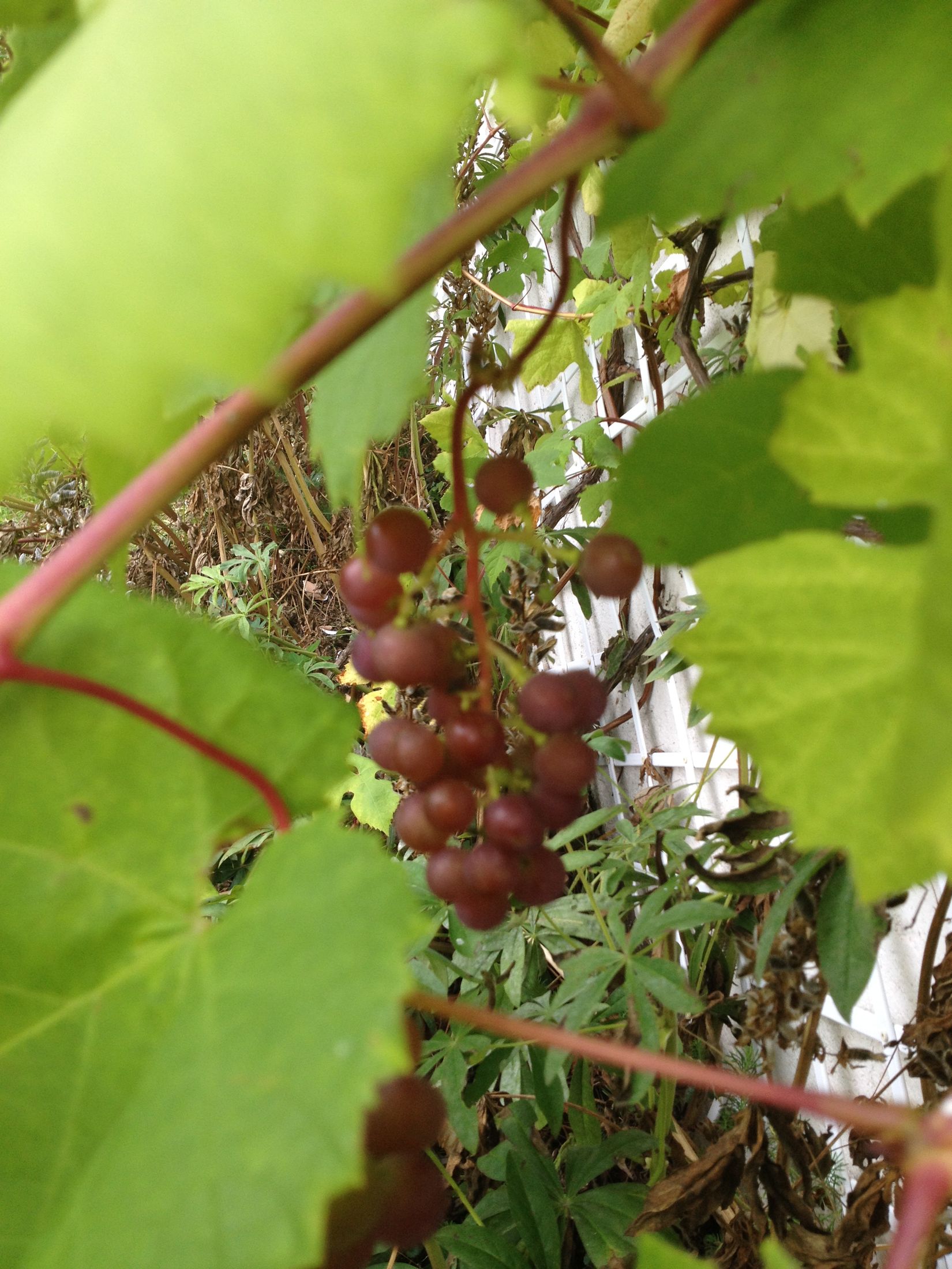 Fritidshus, Varbergsstigen 10, Aspen/Aspenäs, Lerum