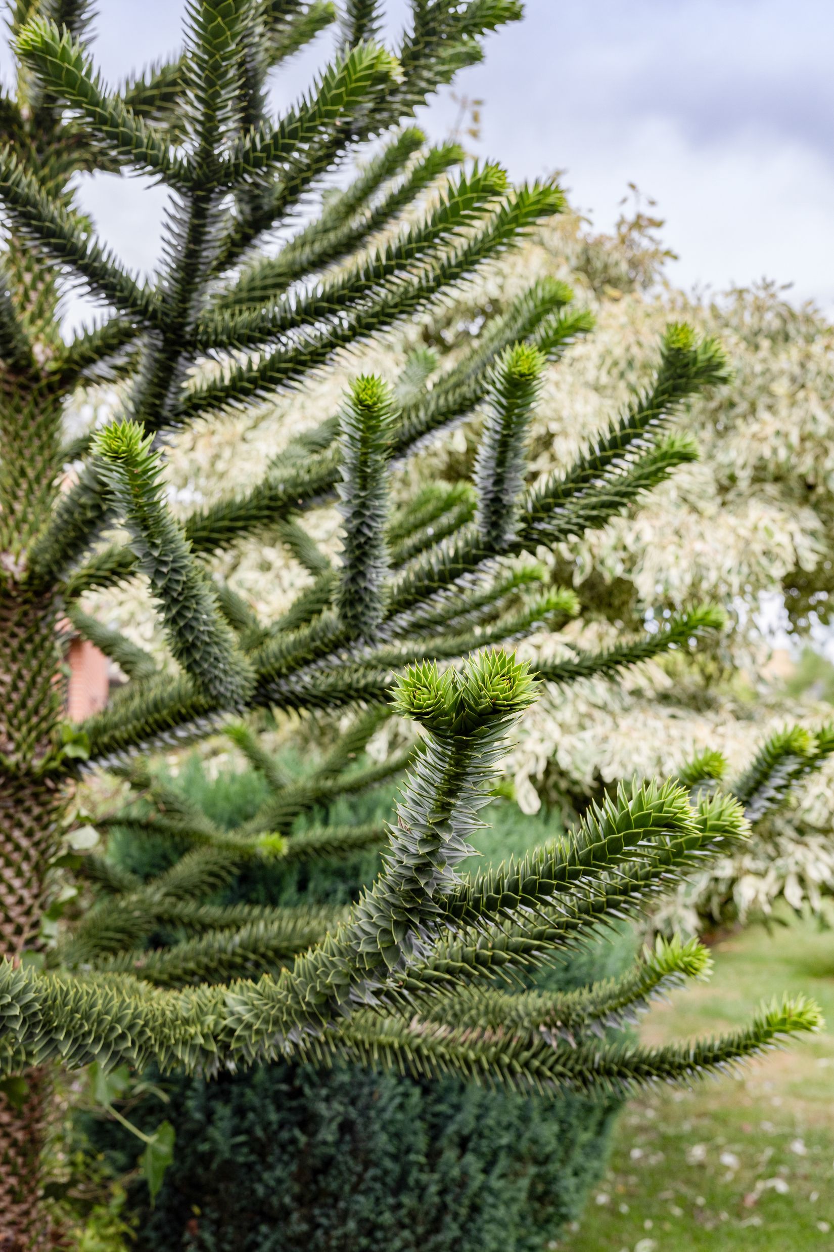 Villa, Hällestadsvägen 33, Dalby - Centrum, Lund