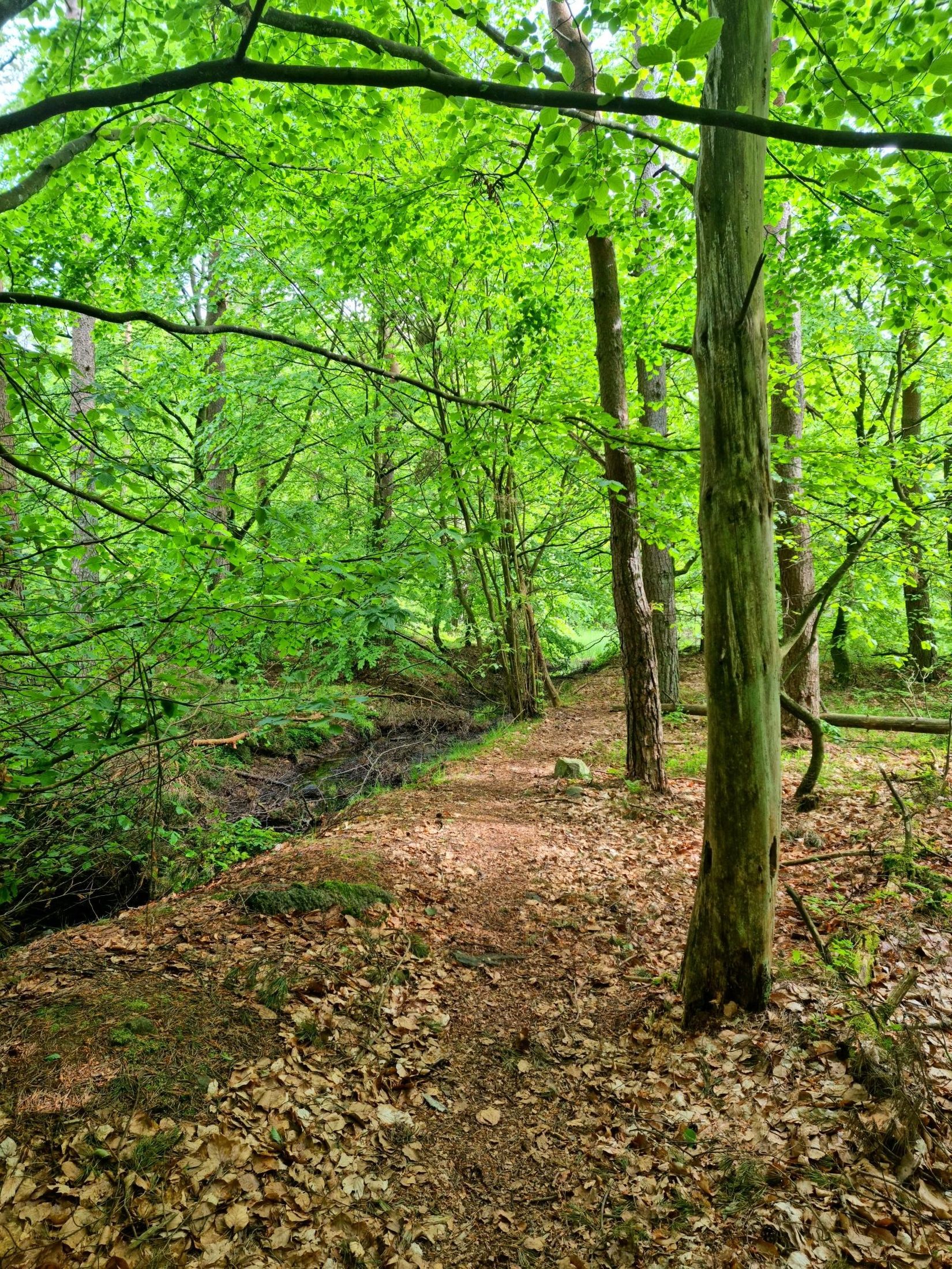 Tomt, Grevlunda backaväg 6, Grevlunda backar, Simrishamn