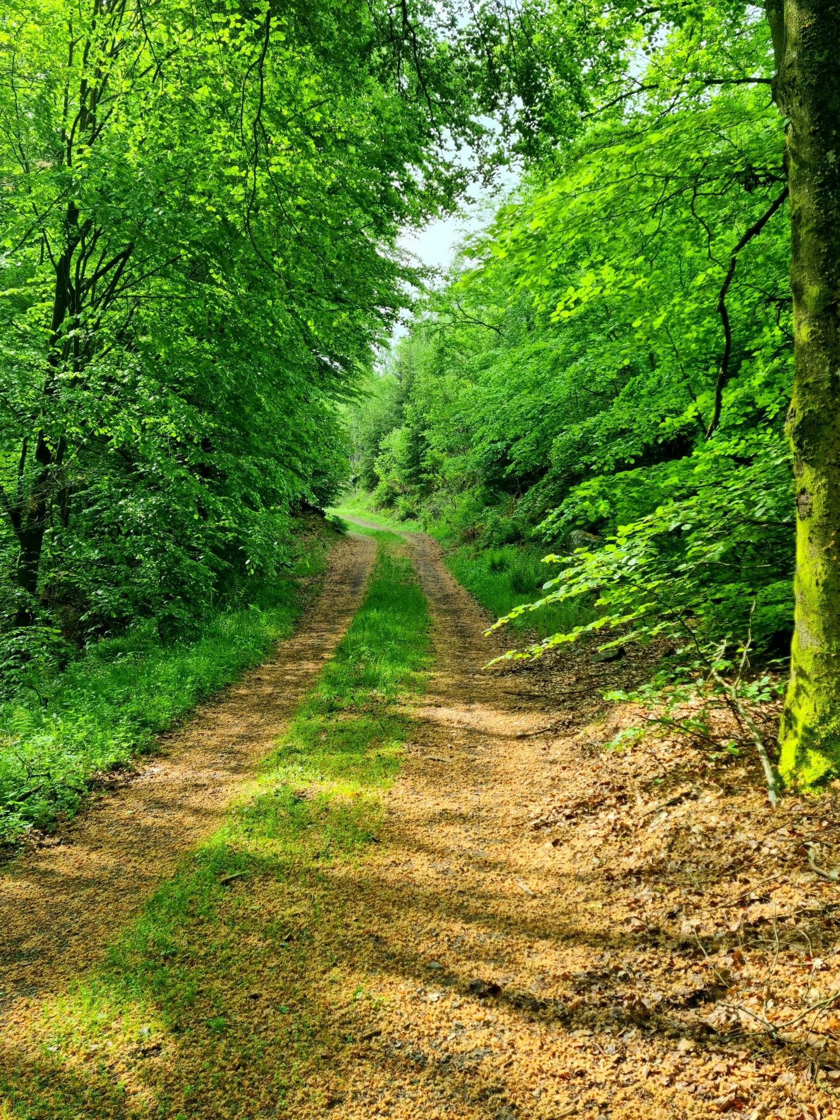 Tomt, Grevlunda backaväg 6, Grevlunda backar, Simrishamn