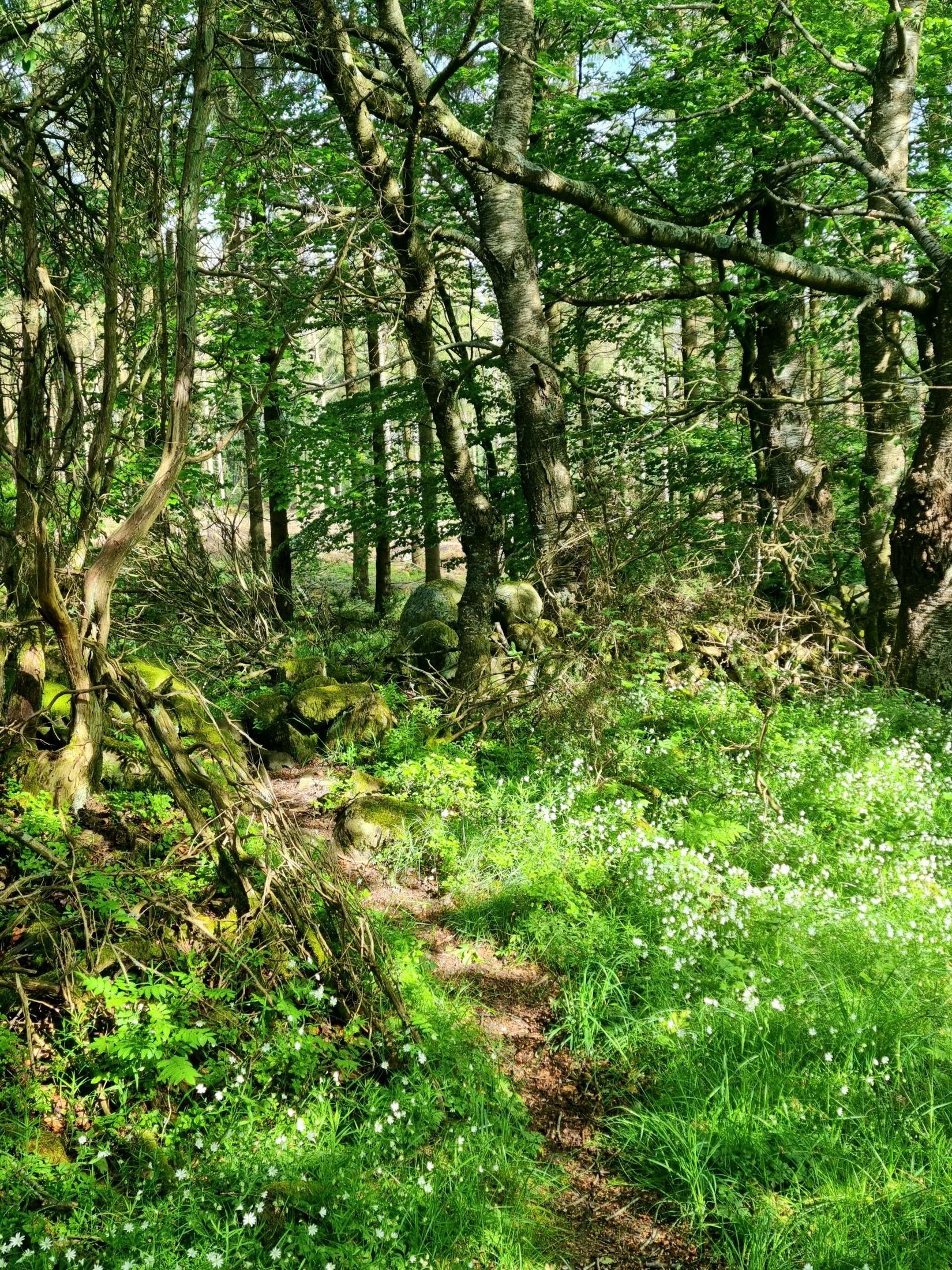 Tomt, Grevlunda backaväg 6, Grevlunda backar, Simrishamn