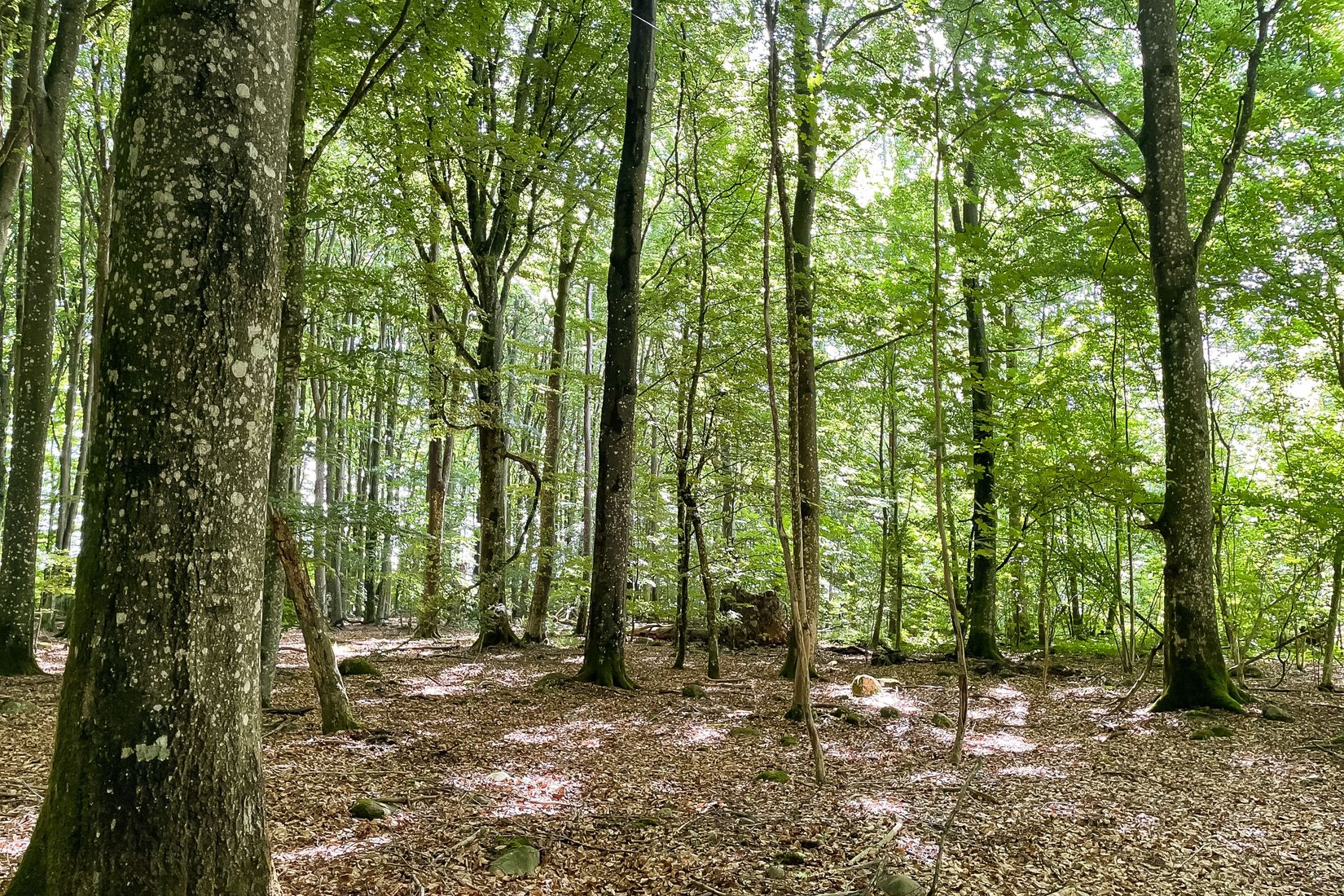 Gård/Skog, SJÖBO ALESTAD 13:22, Sjöbo