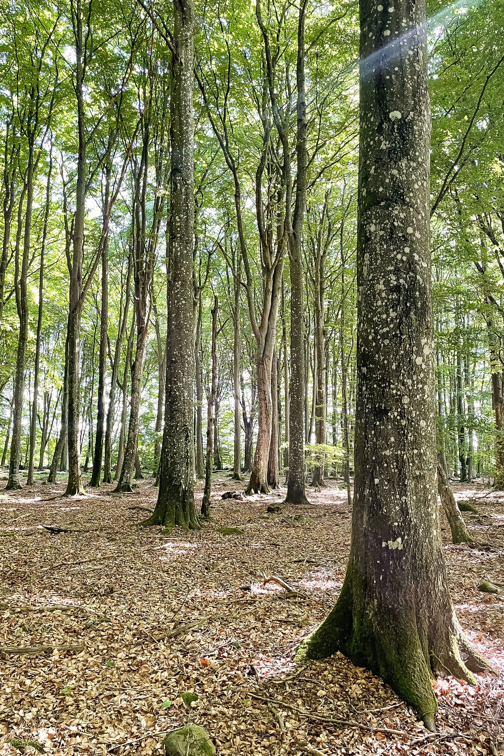 Gård/Skog, SJÖBO ALESTAD 13:22, Sjöbo