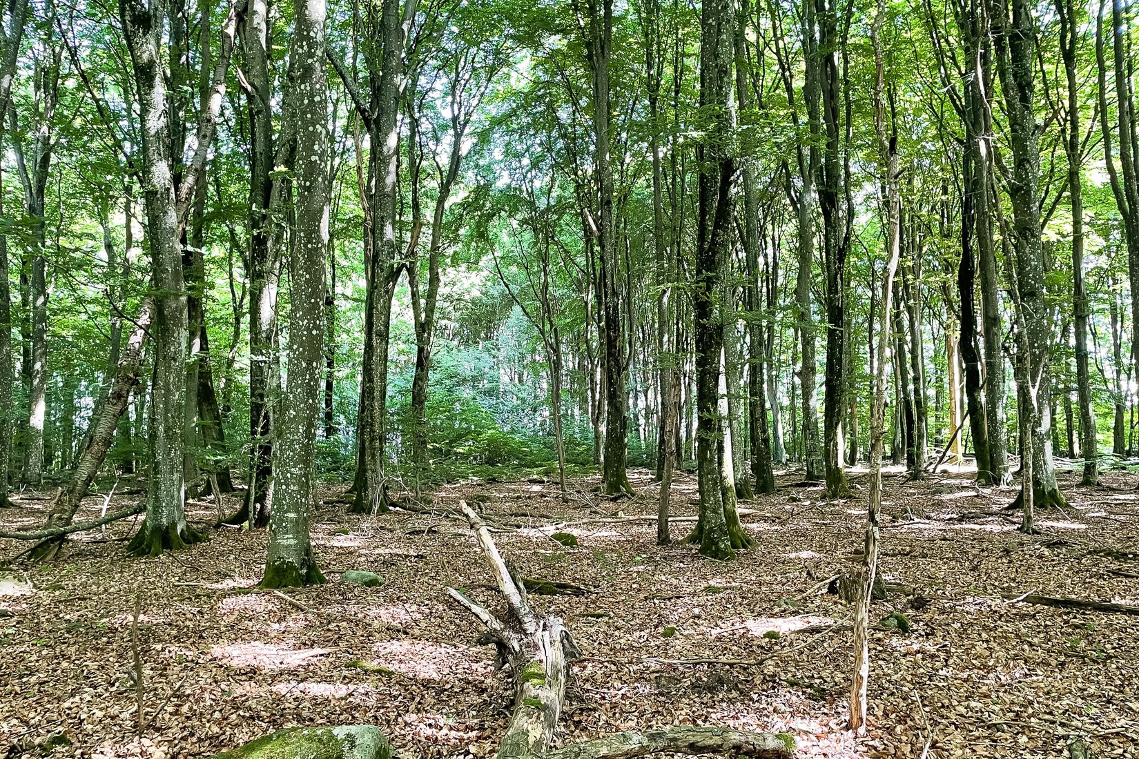 Gård/Skog, SJÖBO ALESTAD 13:22, Sjöbo