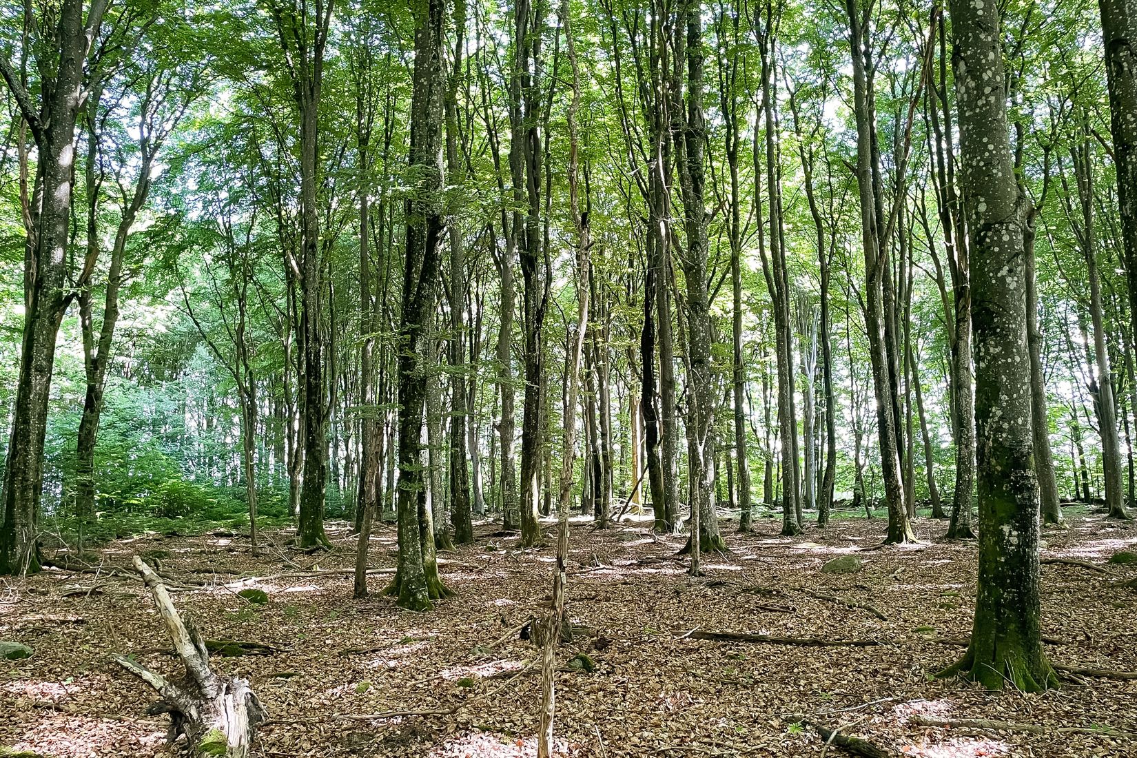Gård/Skog, SJÖBO ALESTAD 13:22, Sjöbo