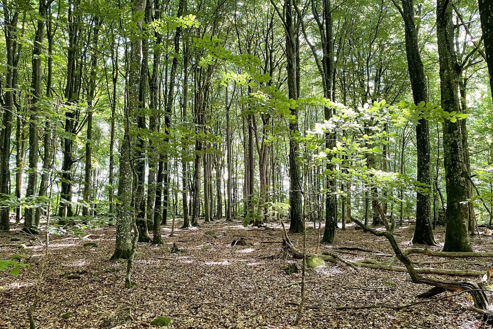 Gård/Skog, SJÖBO ALESTAD 13:22, Sjöbo