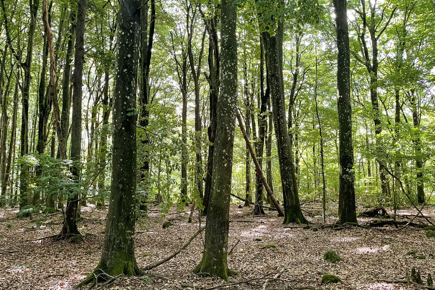 Gård/Skog, SJÖBO ALESTAD 13:22, Sjöbo