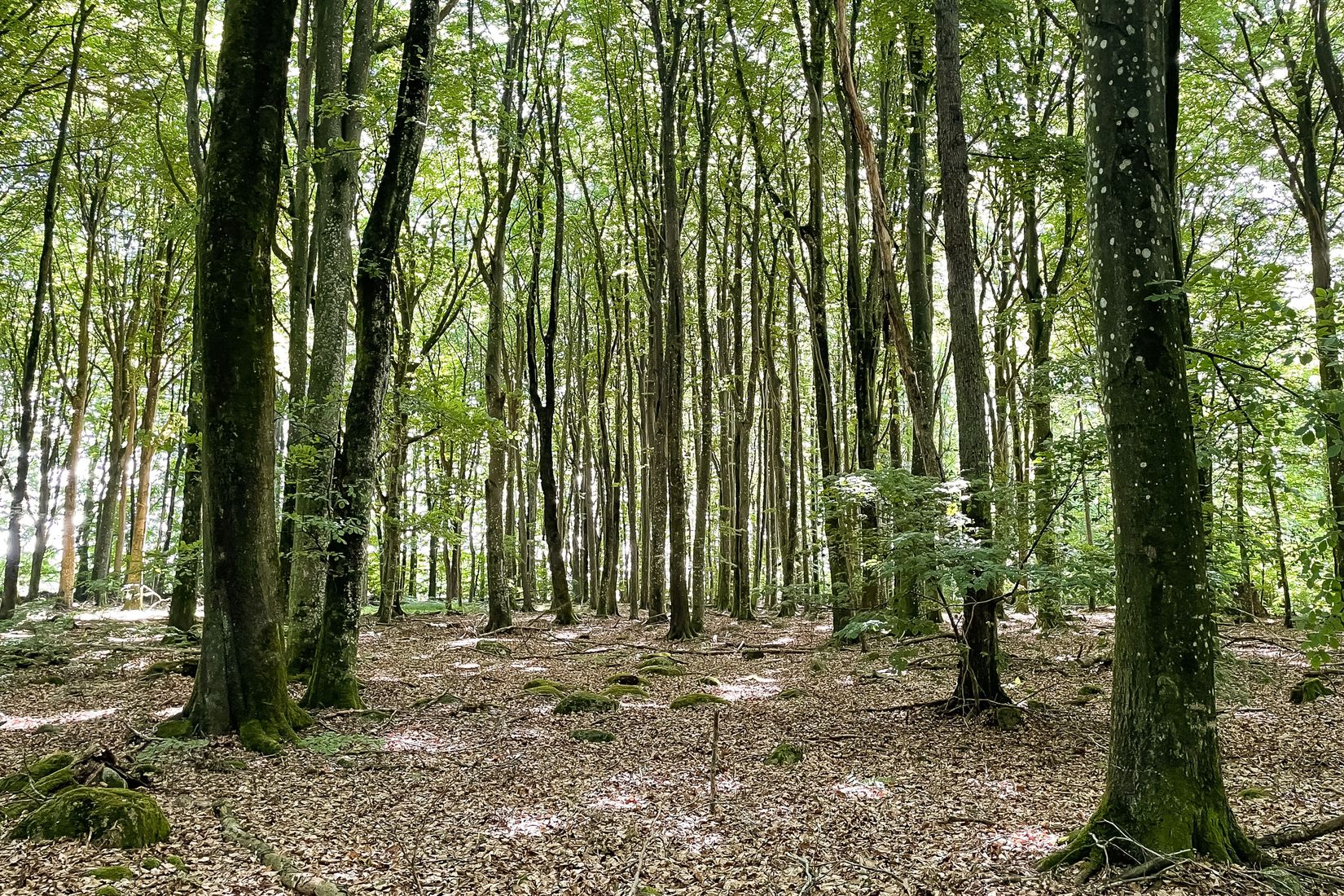 Gård/Skog, SJÖBO ALESTAD 13:22, Sjöbo