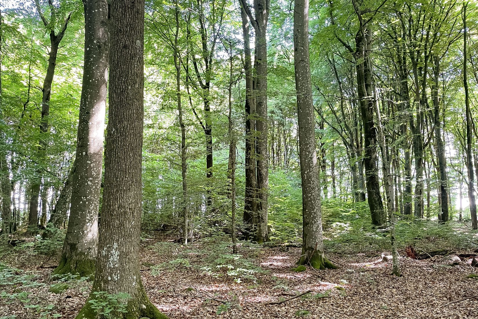 Gård/Skog, SJÖBO ALESTAD 13:22, Sjöbo