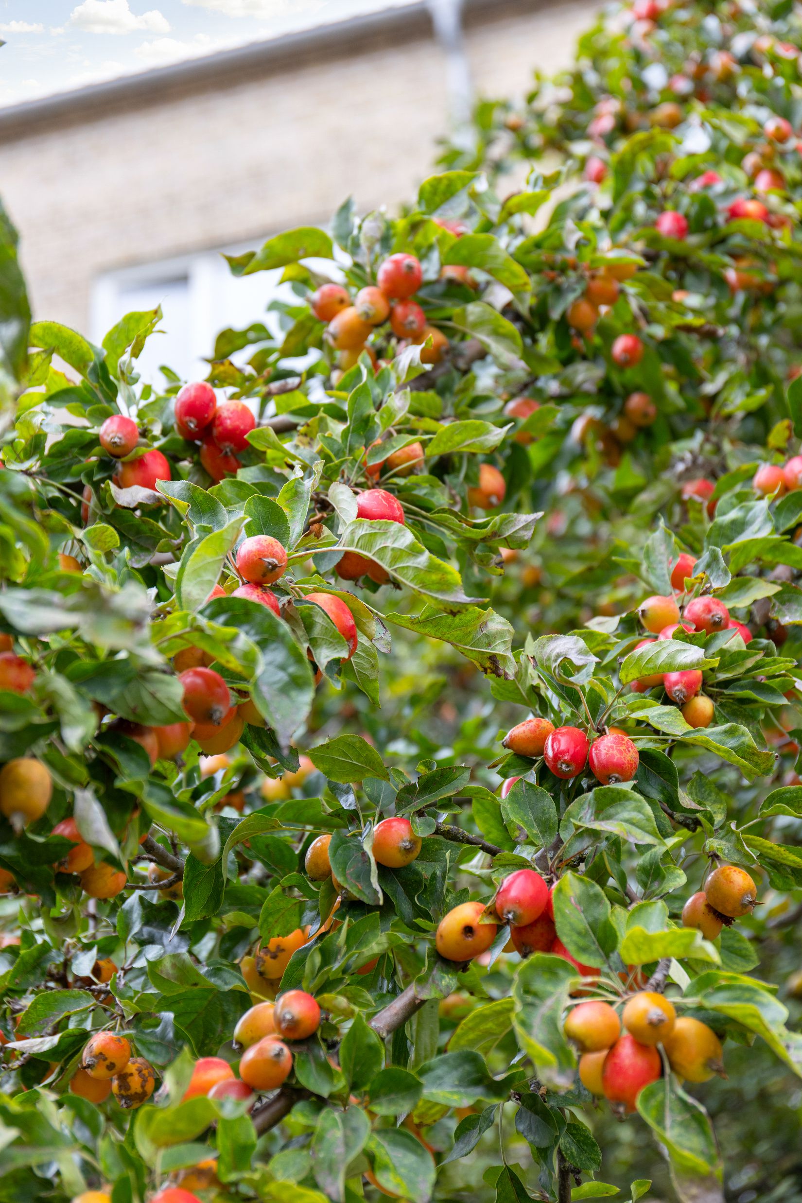 Bostadsrätt, Smålandsgatan 20B, Dalaplan, Malmö