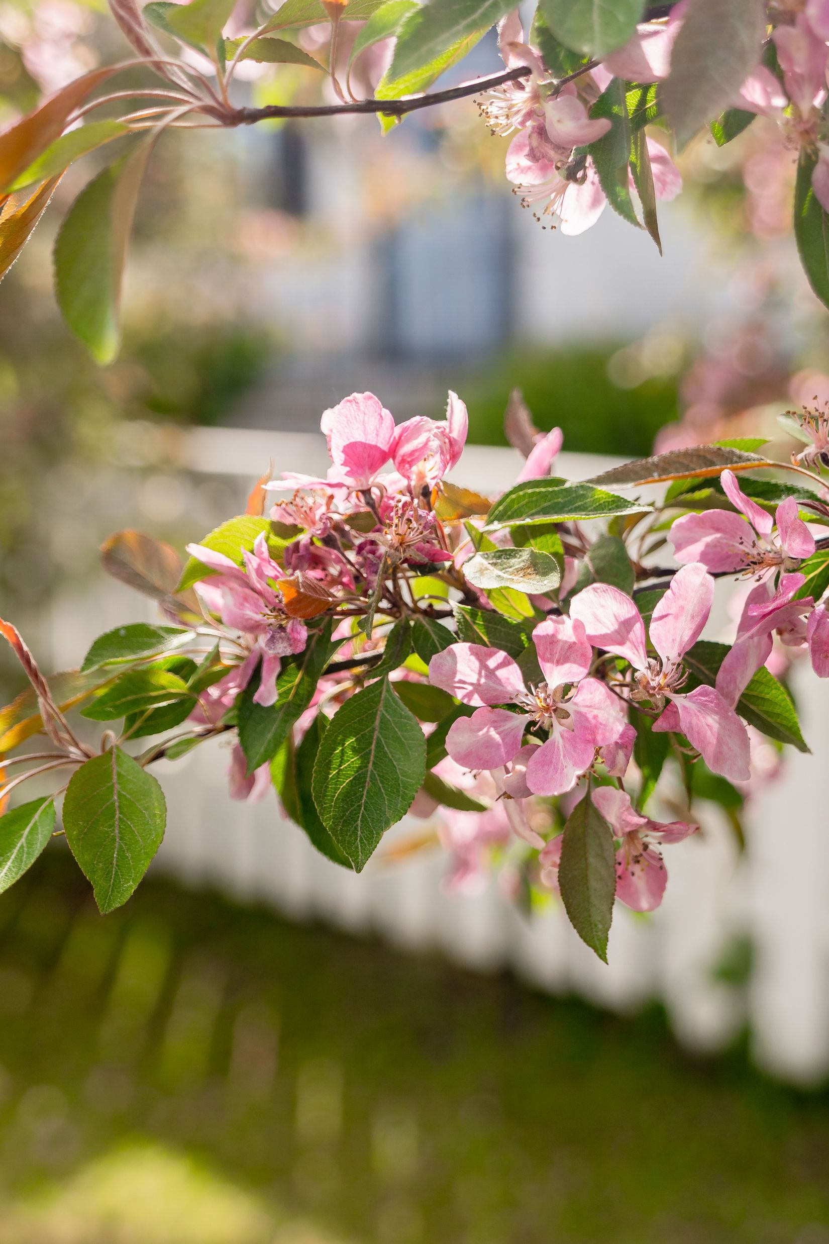 Villa, Västra Ringvägen 7, Villastaden, Gävle