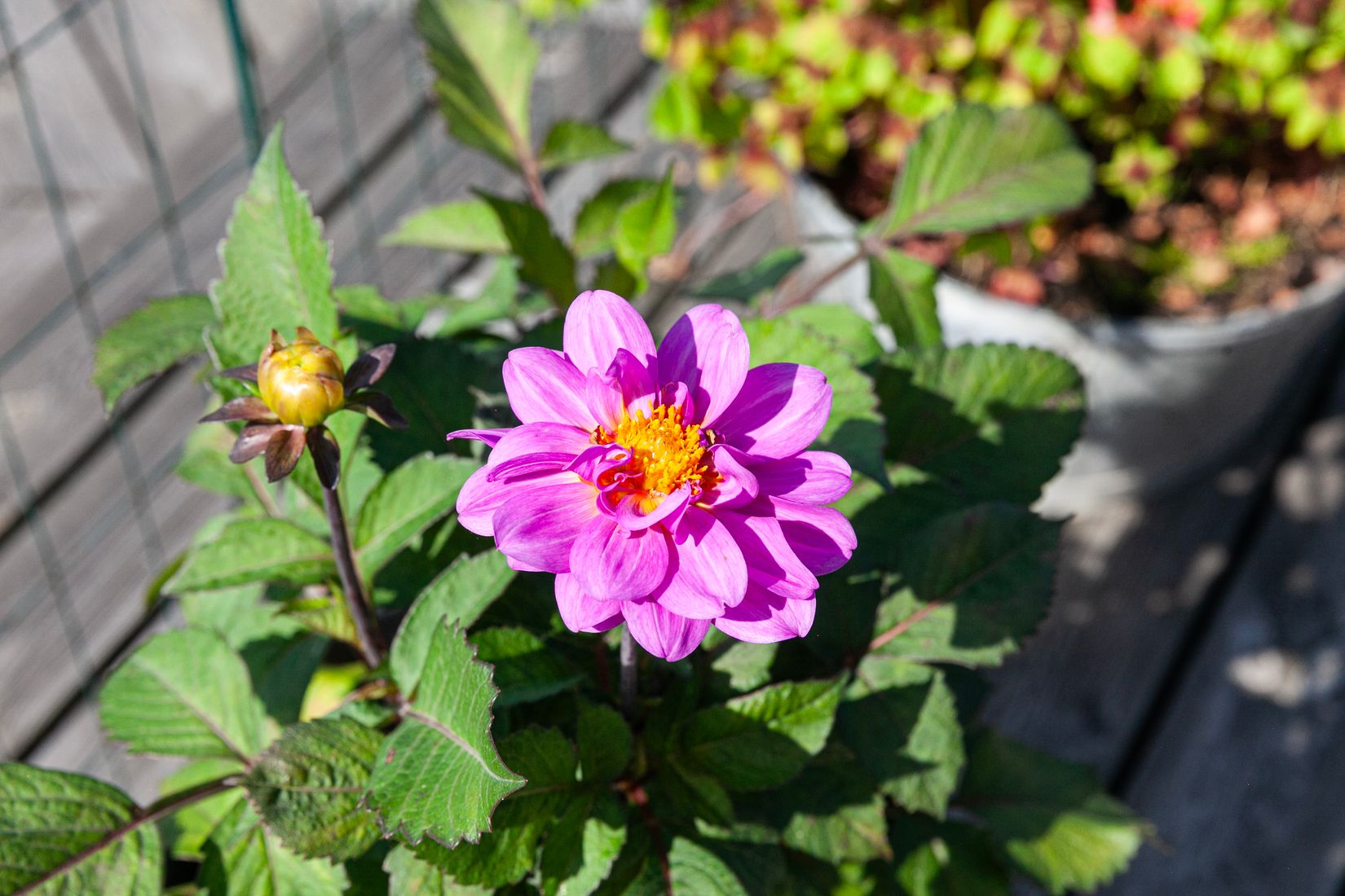 Villa, Blekingegatan 17, Bjuv