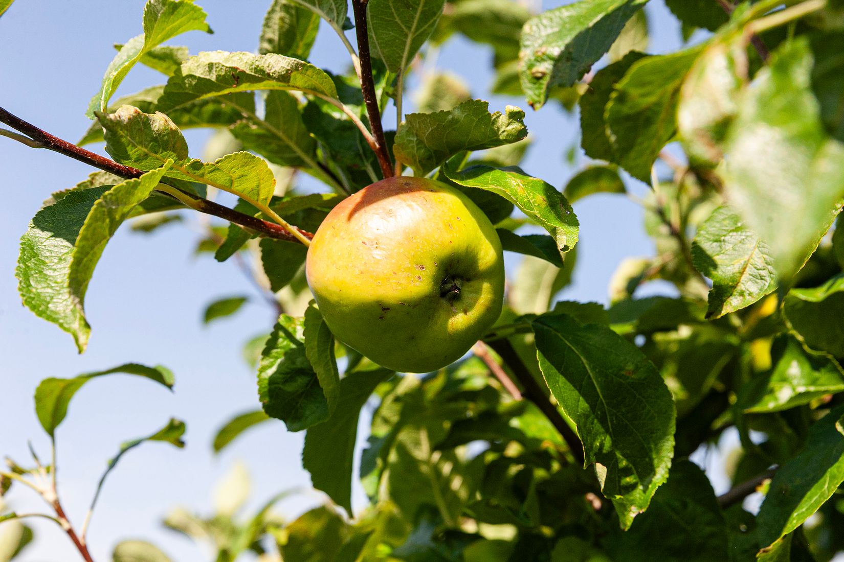 Villa, Blekingegatan 17, Bjuv