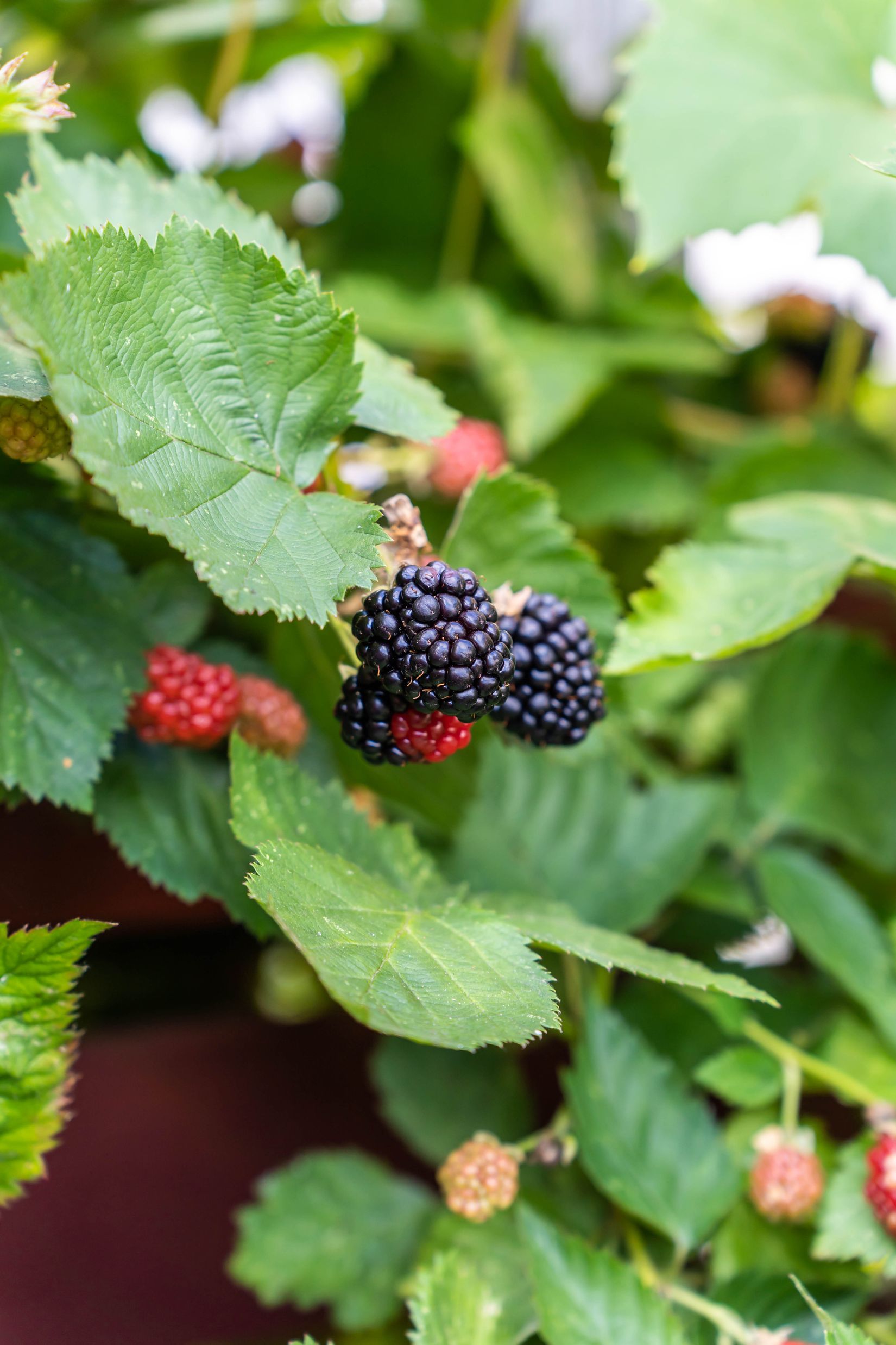 Radhus, Infanterivägen 3C, Gamla Näsby, Kristianstad