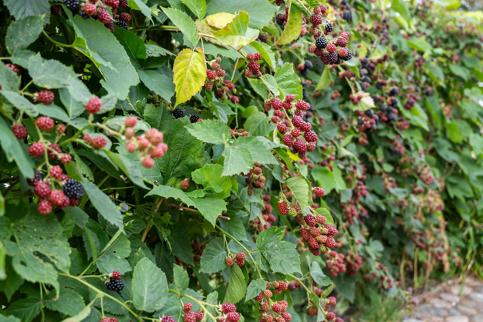 Villa, Tvååkersvägen 1, Långås, Falkenberg