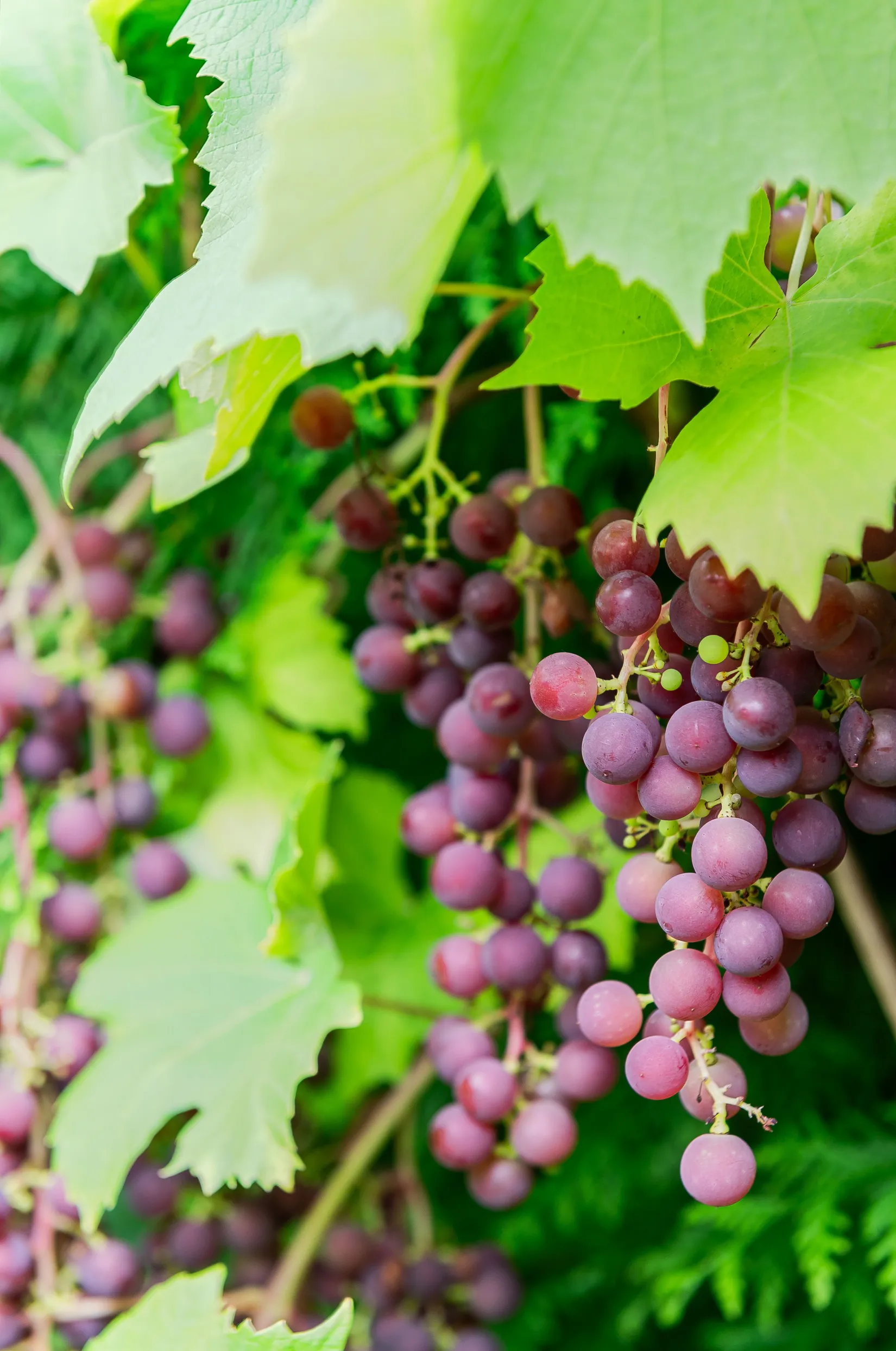 Villa, Prinsgatan 20, Katrineholm Centralt, Katrineholm