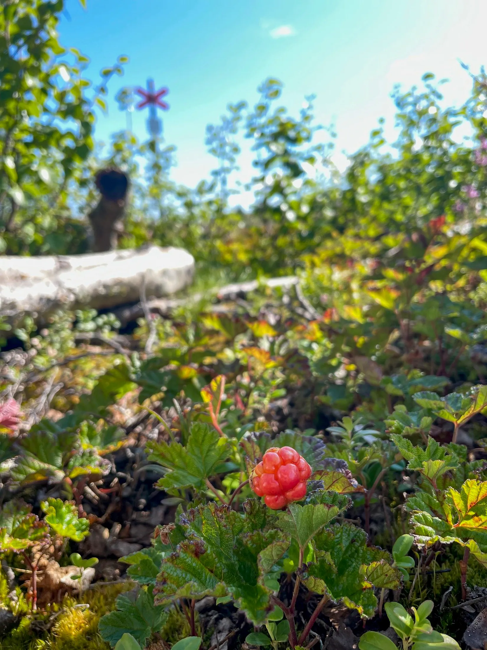 Fritidshus, Matsdal 115, Matsdal, Vilhelmina