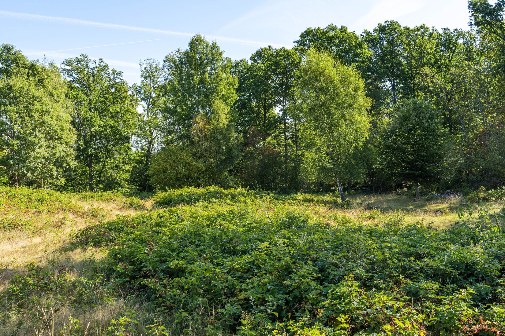 Gård/Skog, Bjärlöv 13:37, Kristianstad