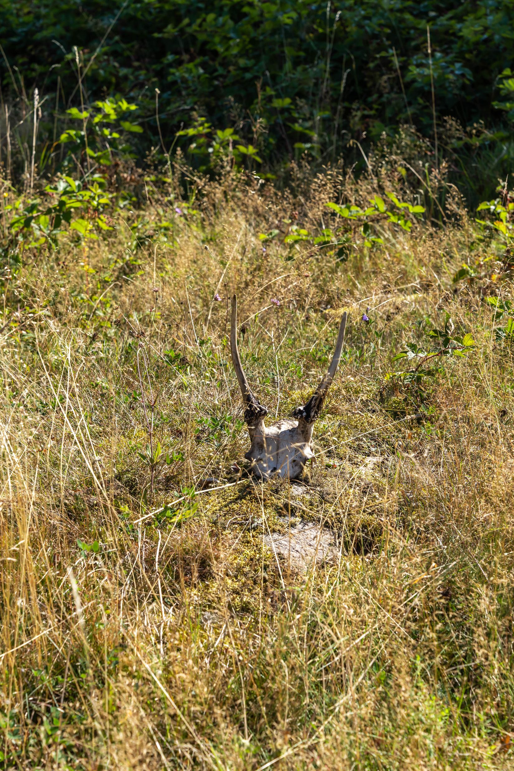 Gård/Skog, Bjärlöv 13:37, Kristianstad