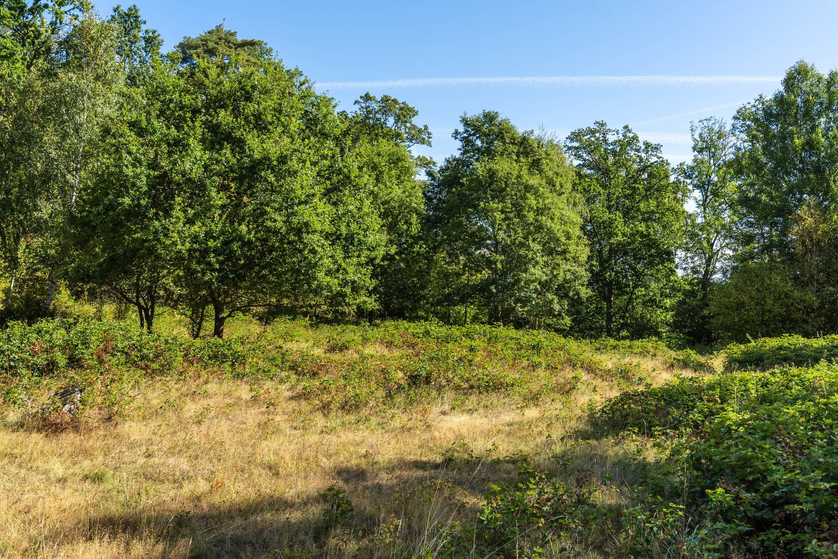 Gård/Skog, Bjärlöv 13:37, Kristianstad