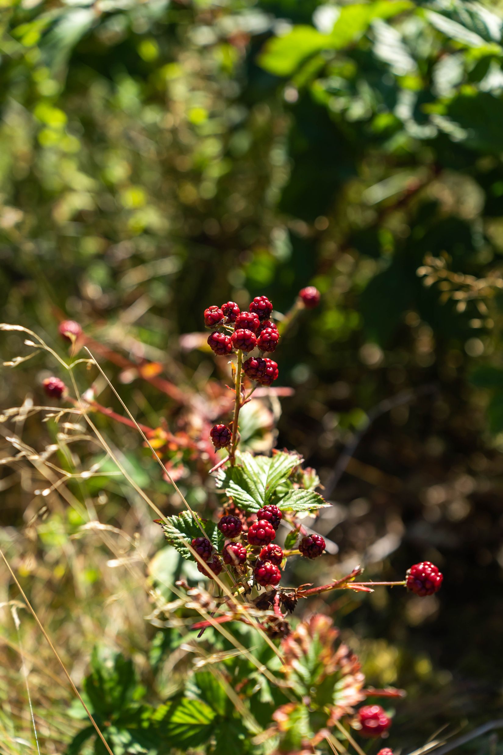 Gård/Skog, Bjärlöv 13:37, Kristianstad