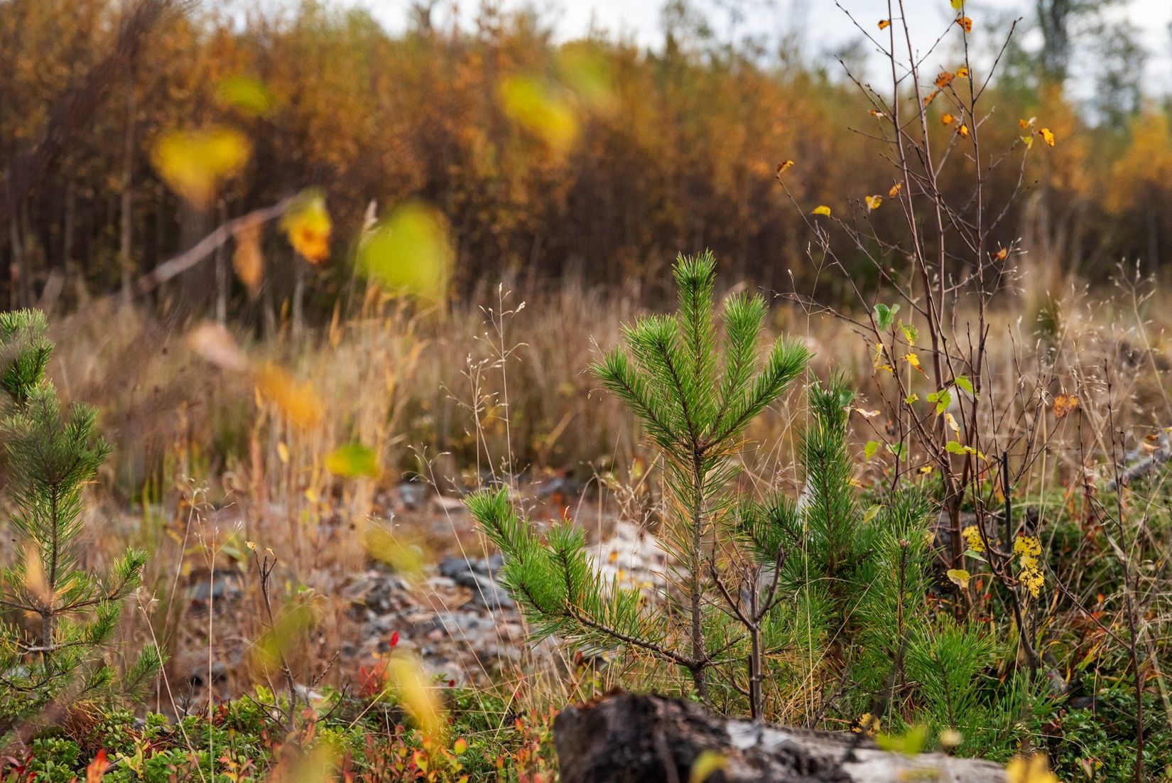 Tomt, Elviras stig 21, Gräddö, Norrtälje