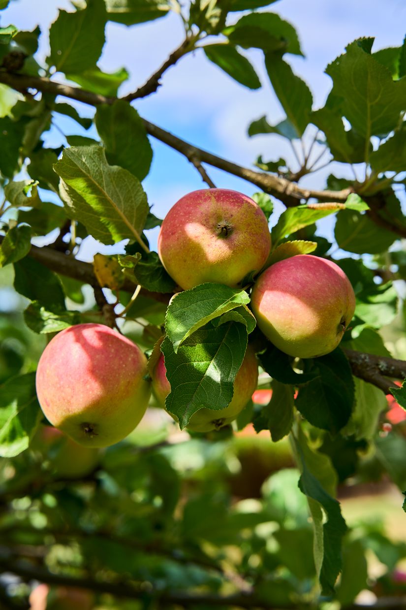 Villa, Skathagsvägen 1, SMEDJEBACKEN Östermoren, Smedjebacken