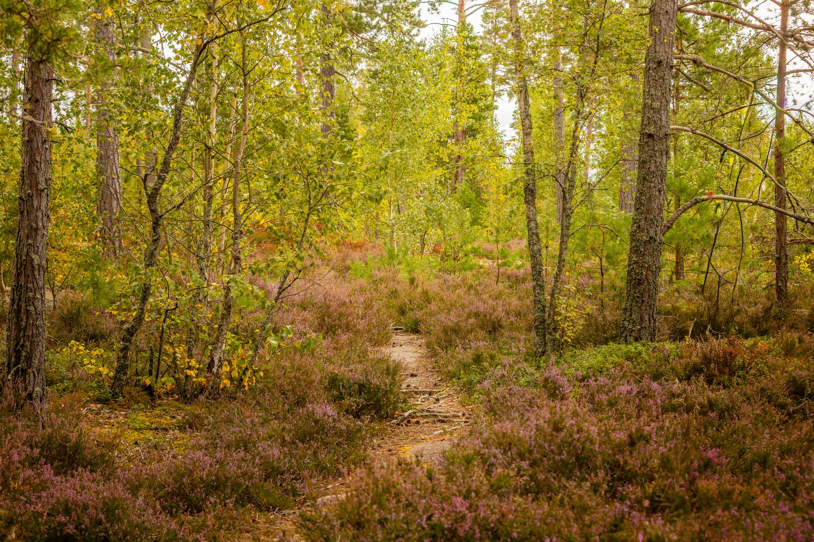 Tomt, Lina Lindbergs Väg 18, Tynäs, Hammarö