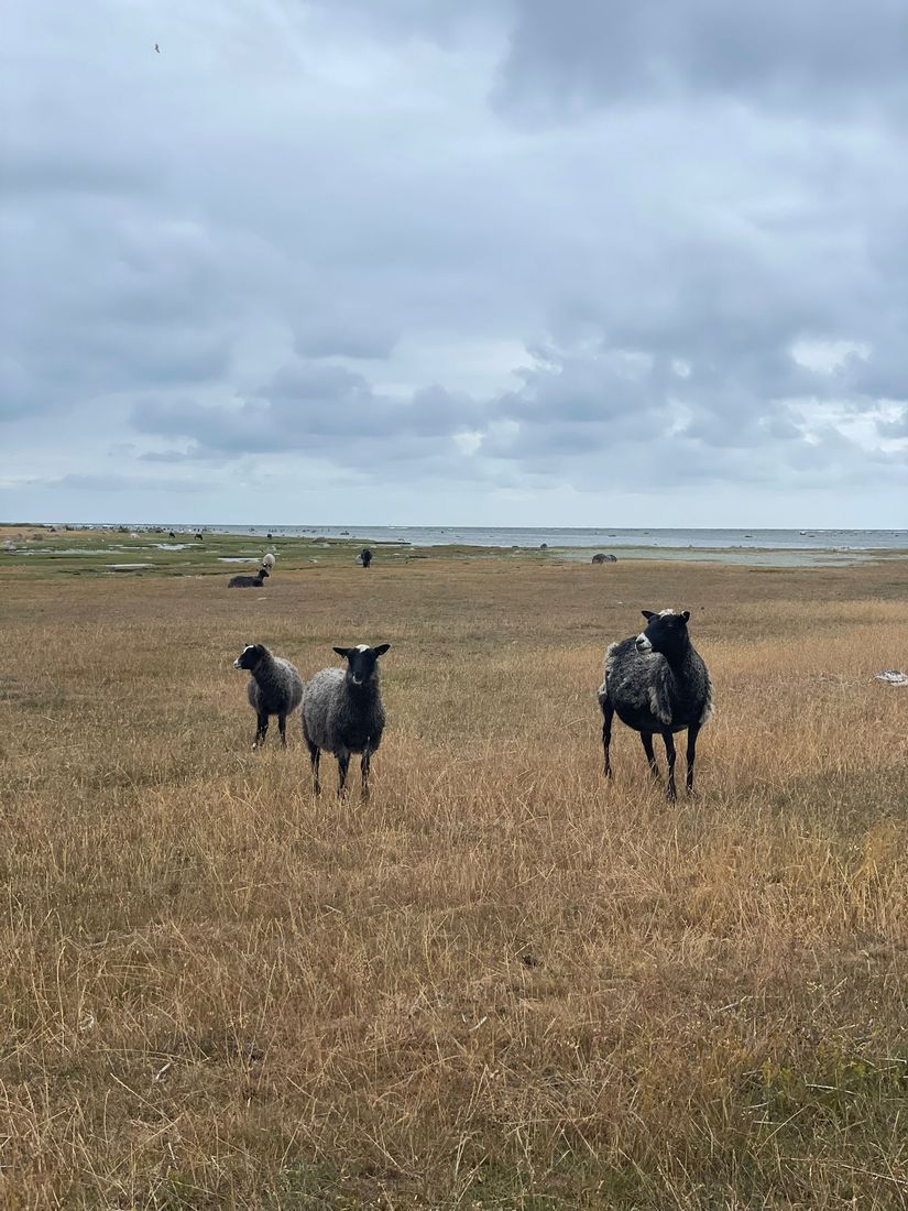 Fritidshus, Eksta Bopparve 218, Västra Gotland - Ekstakusten, Gotland