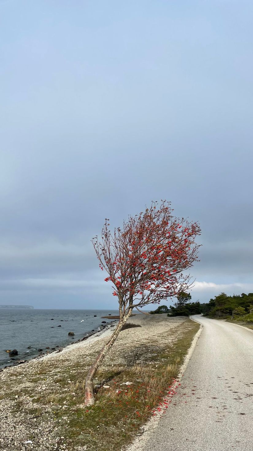 Fritidshus, Eksta Bopparve 218, Västra Gotland - Ekstakusten, Gotland