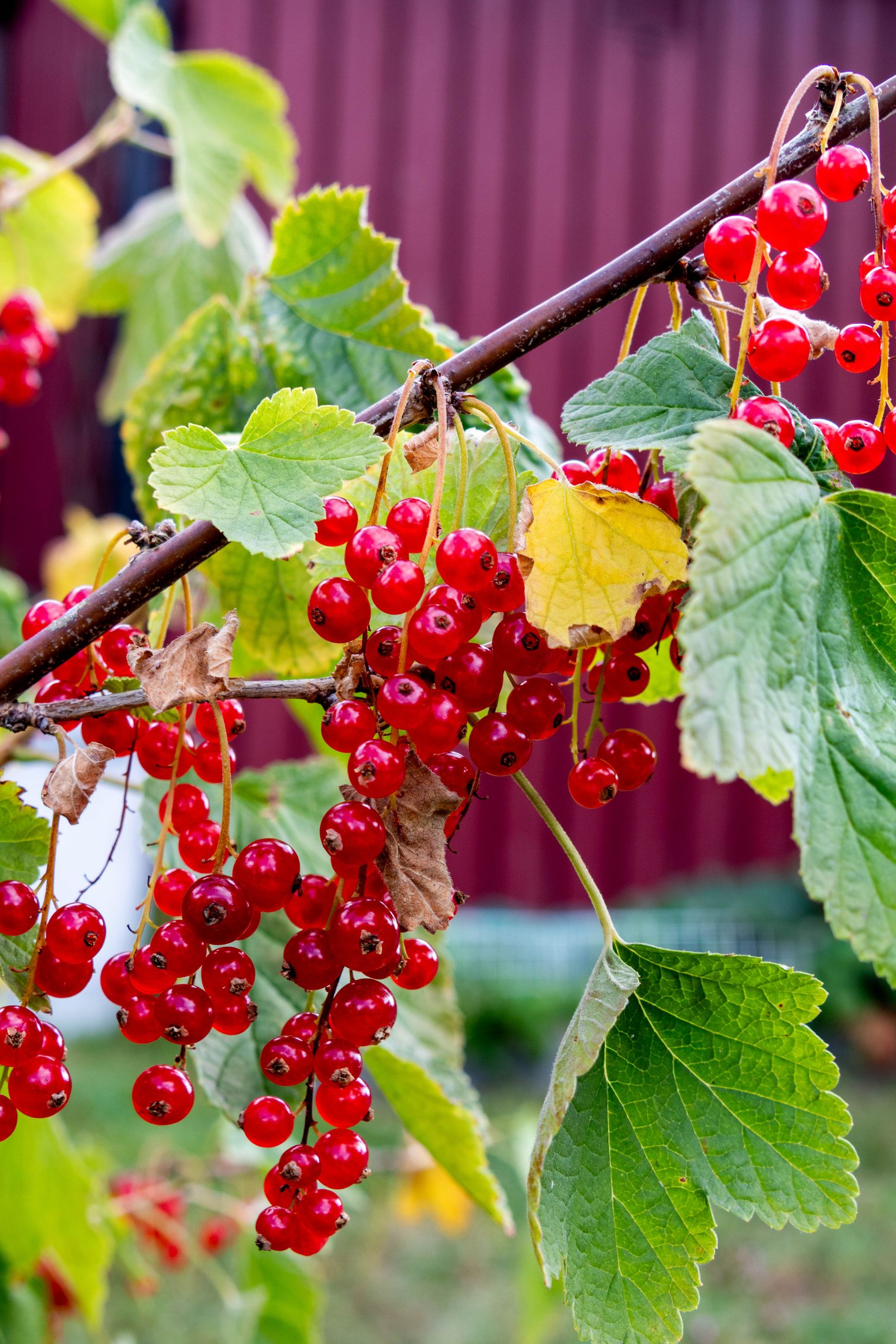 Bostadsrätt, Radhus, Myrstuguvägen 115, Myrstuguberget, Huddinge