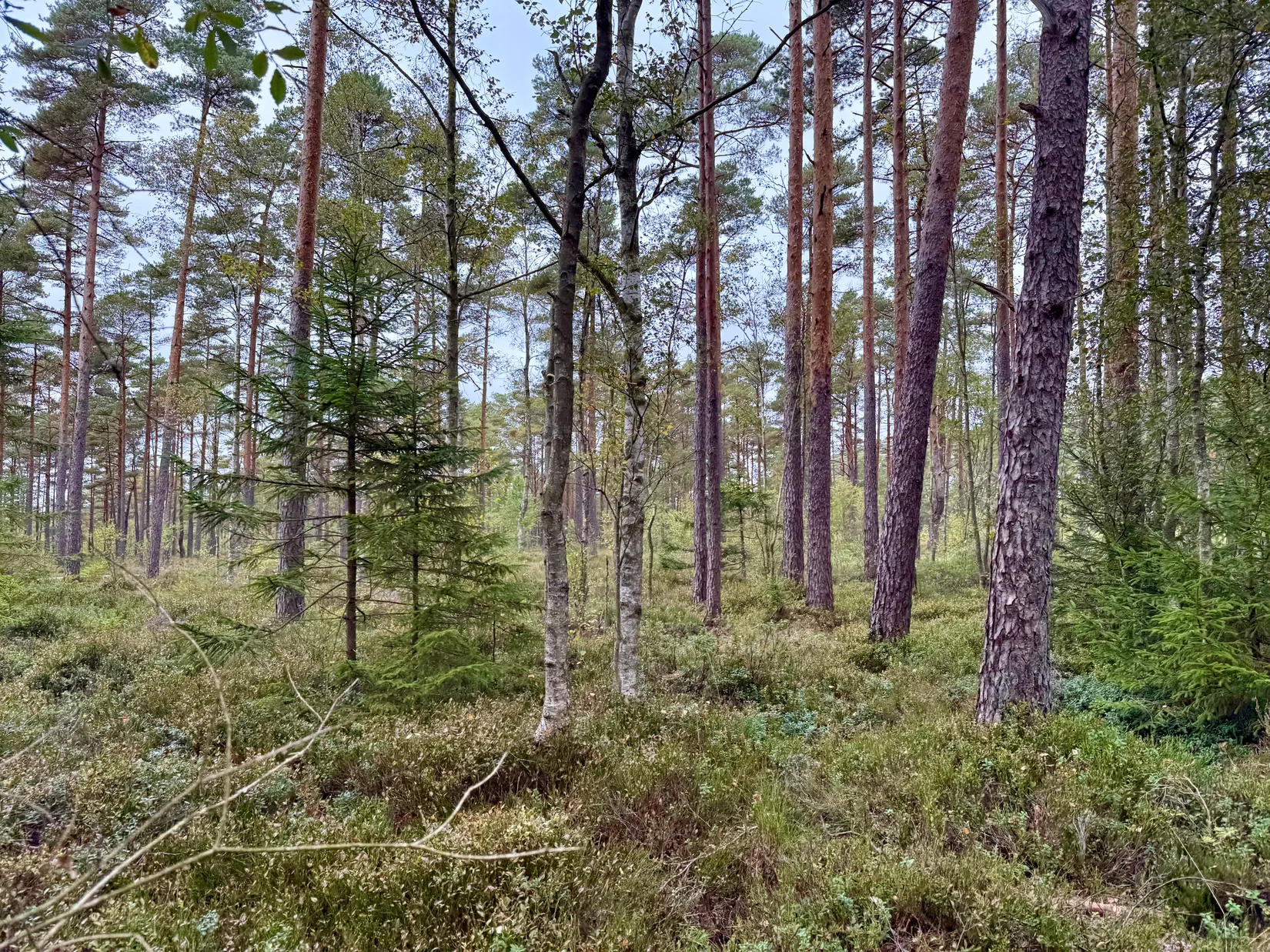 Gård/Skog, Jännaholm 8565, Örkelljunga