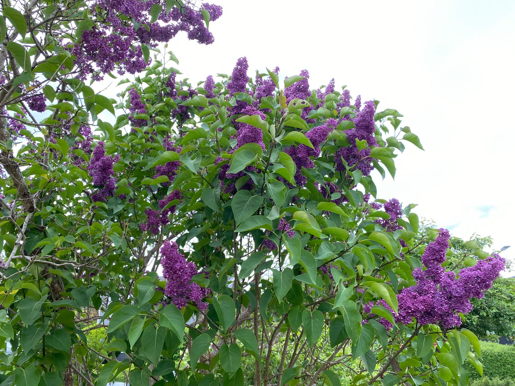 Villa, Radhus, Kikarvägen 17, Viksjö, Järfälla