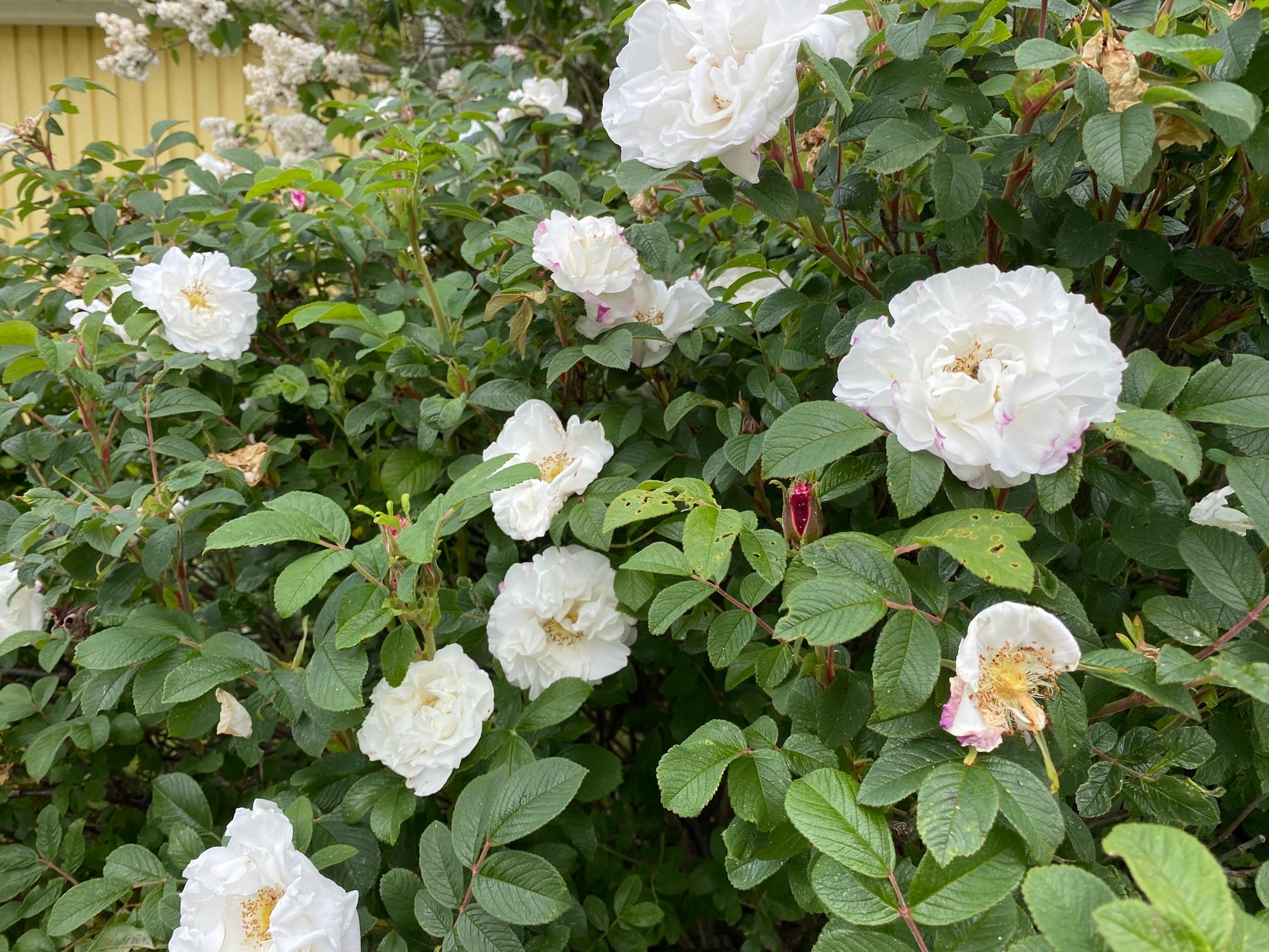 Villa, Radhus, Kikarvägen 17, Viksjö, Järfälla