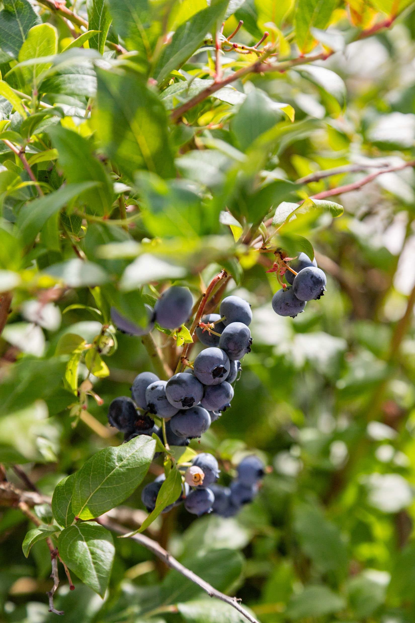 Villa, Vare 52C, Vare, Varberg