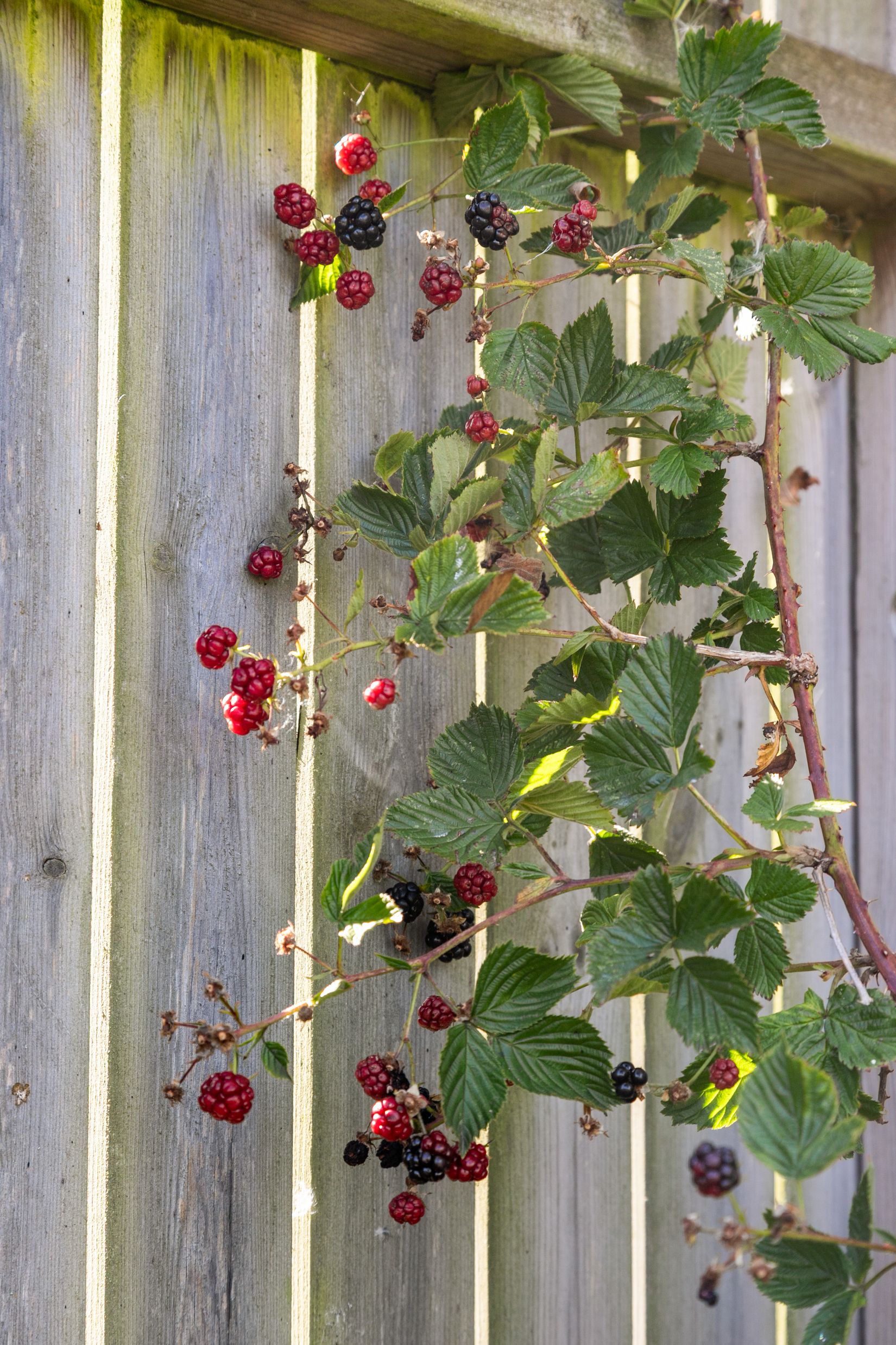 Villa, Vare 52C, Vare, Varberg