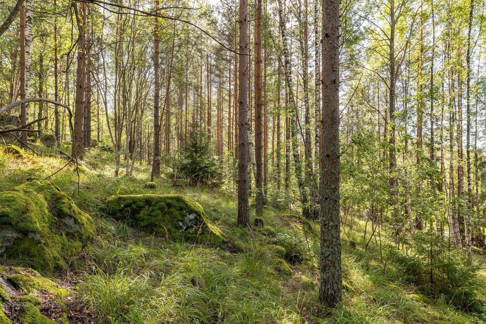 Tomt, Mjölkarvägen 7, Bro, Upplands-Bro