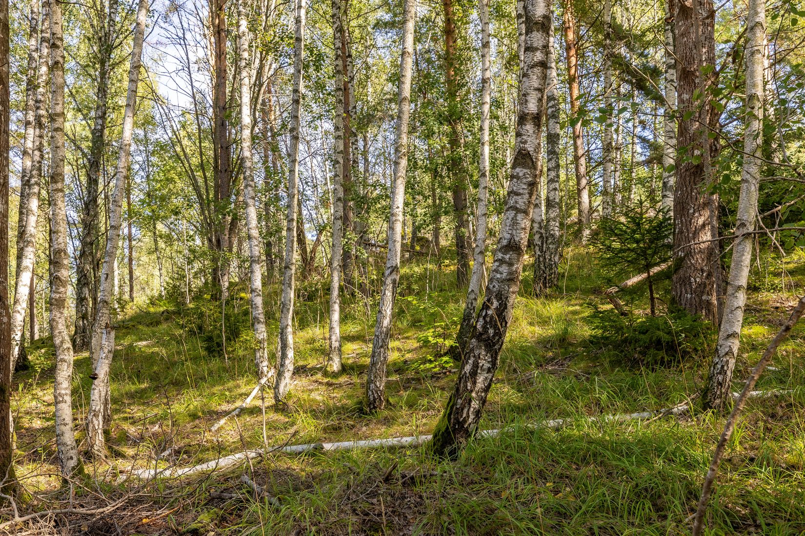 Tomt, Mjölkarvägen 7, Bro, Upplands-Bro