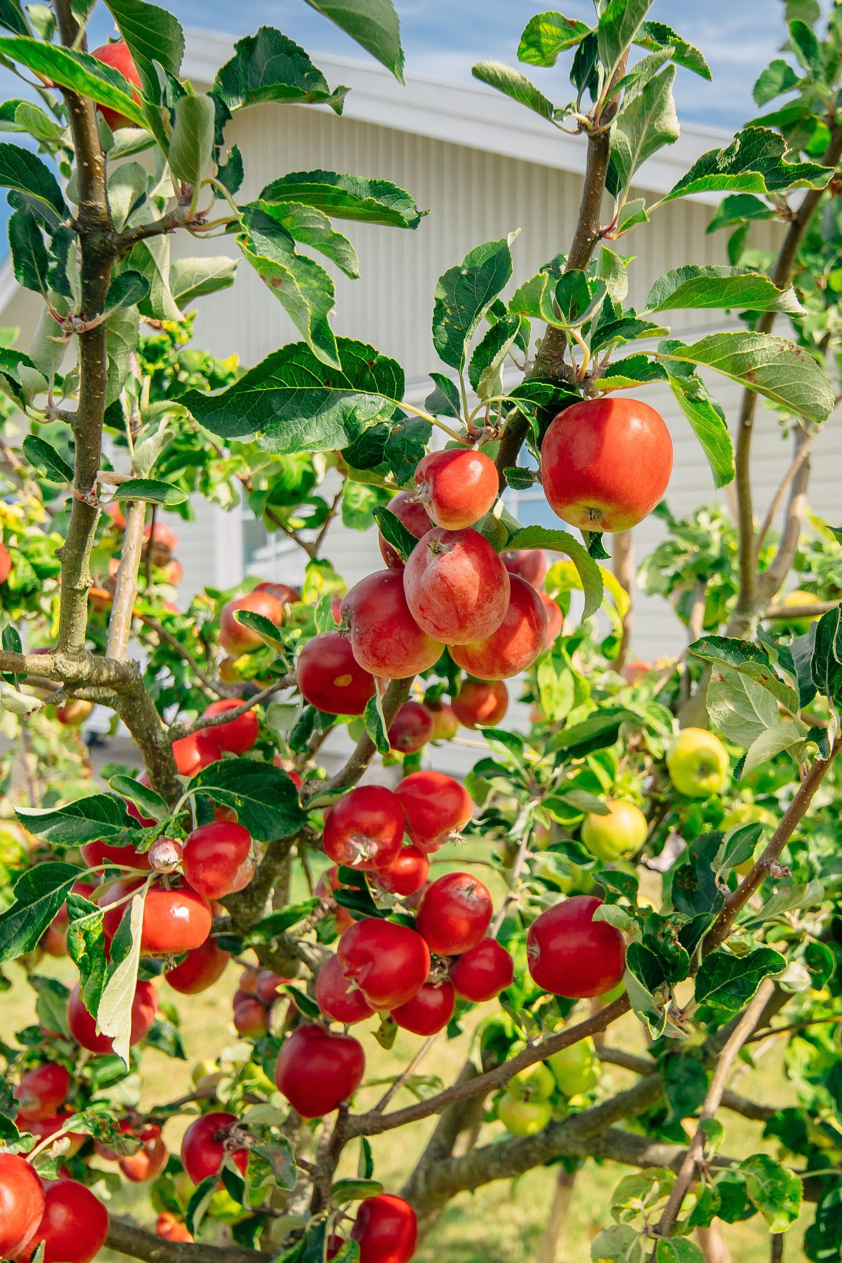 Villa, Tranvägen 15, Mariestad