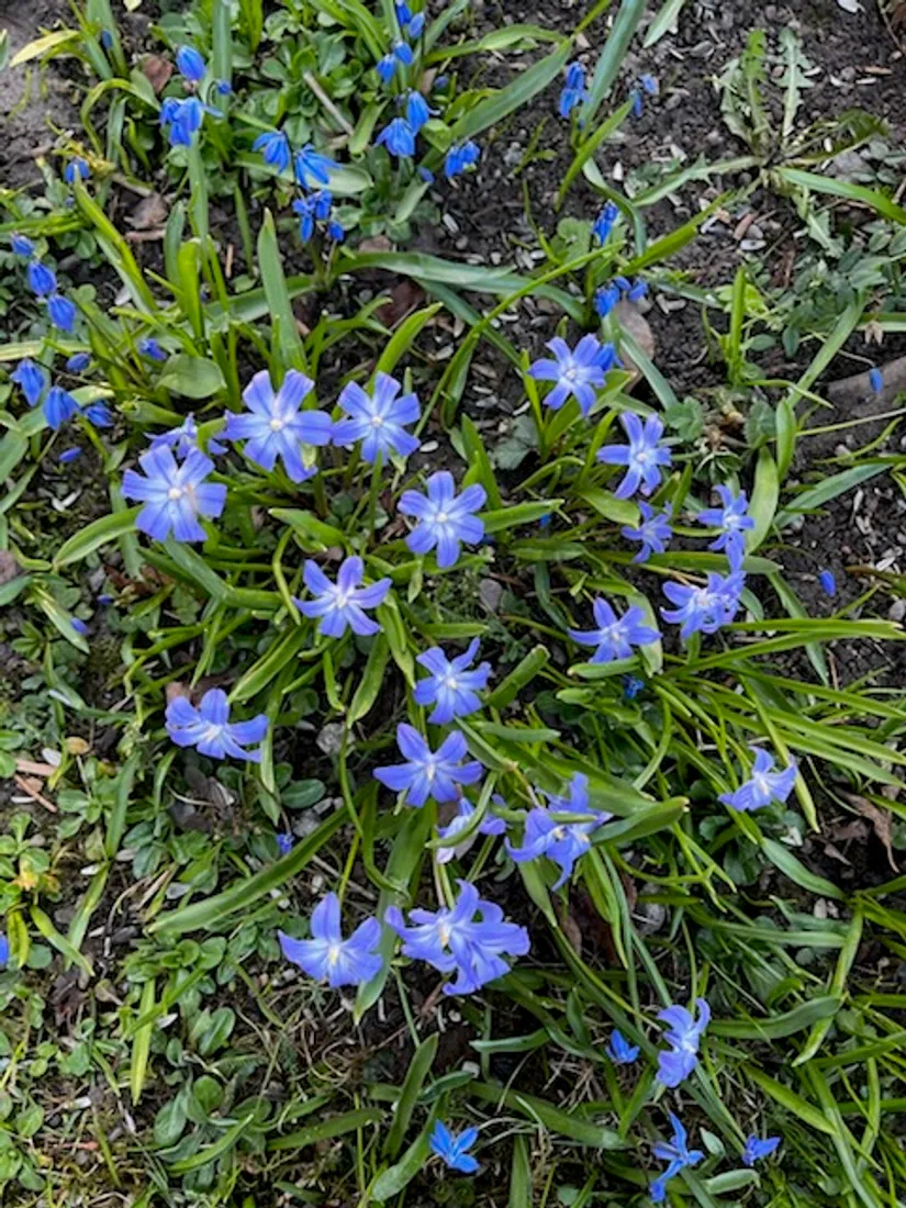 Villa, Arlavägen 2A, Nora