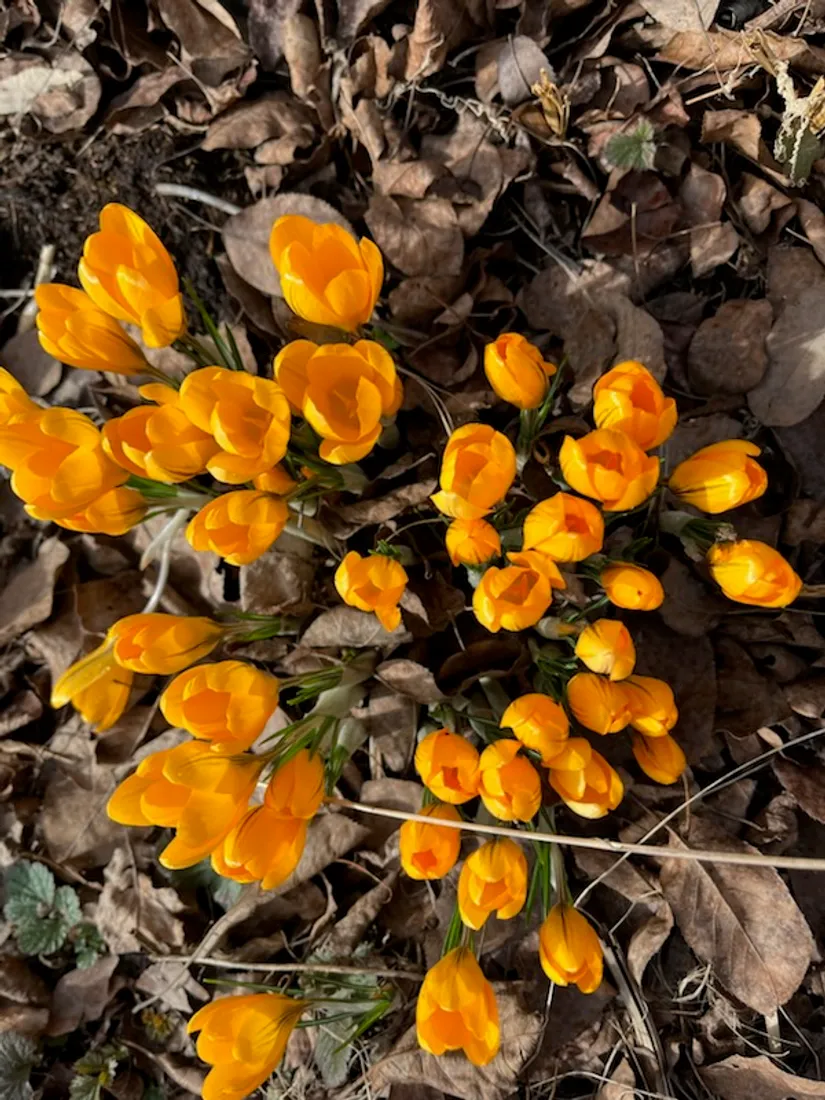 Villa, Arlavägen 2A, Nora