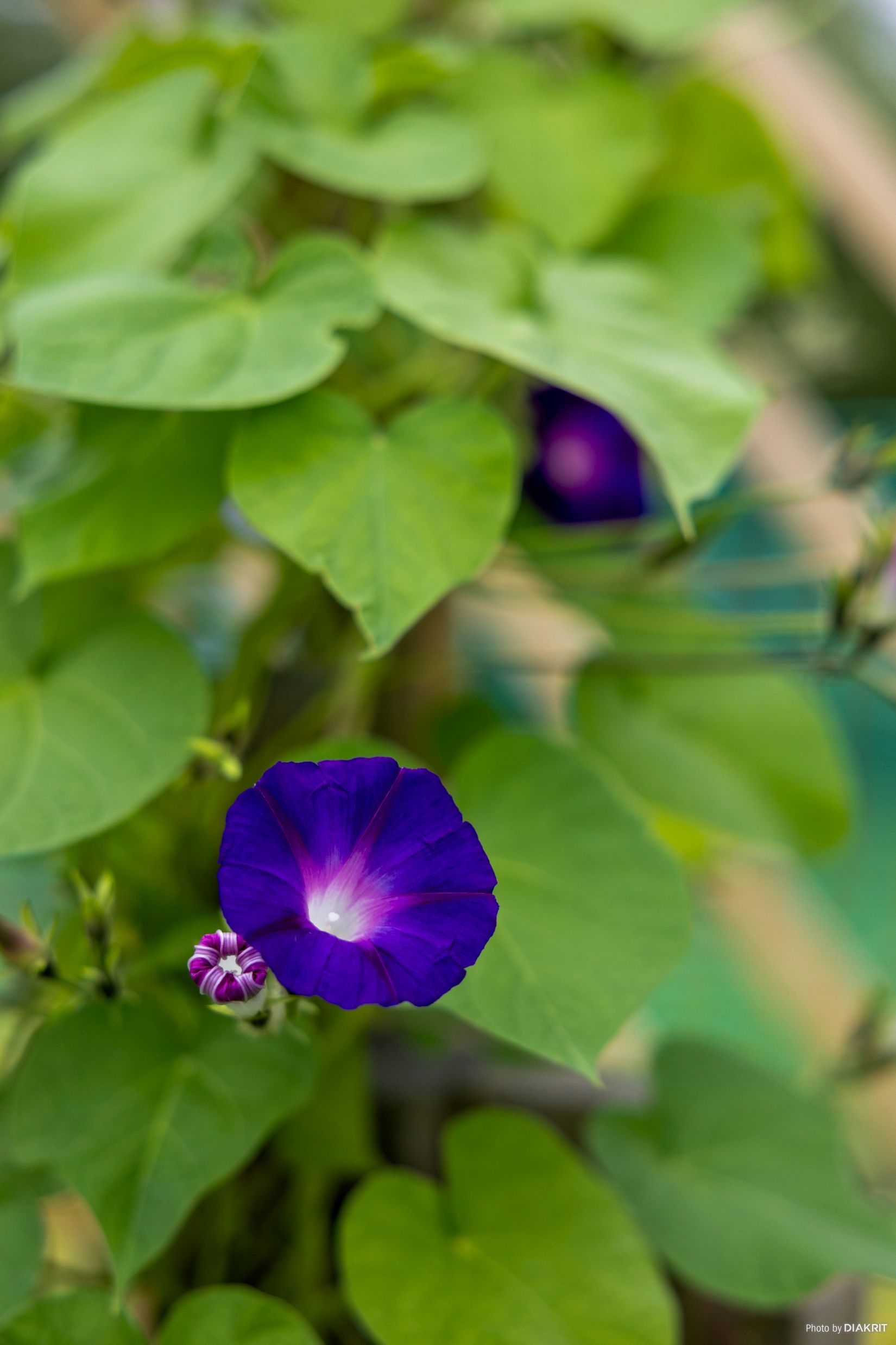 Fritidshus, Oscar kjellbergs väg 7, Brinkebergskulle, Vänersborg